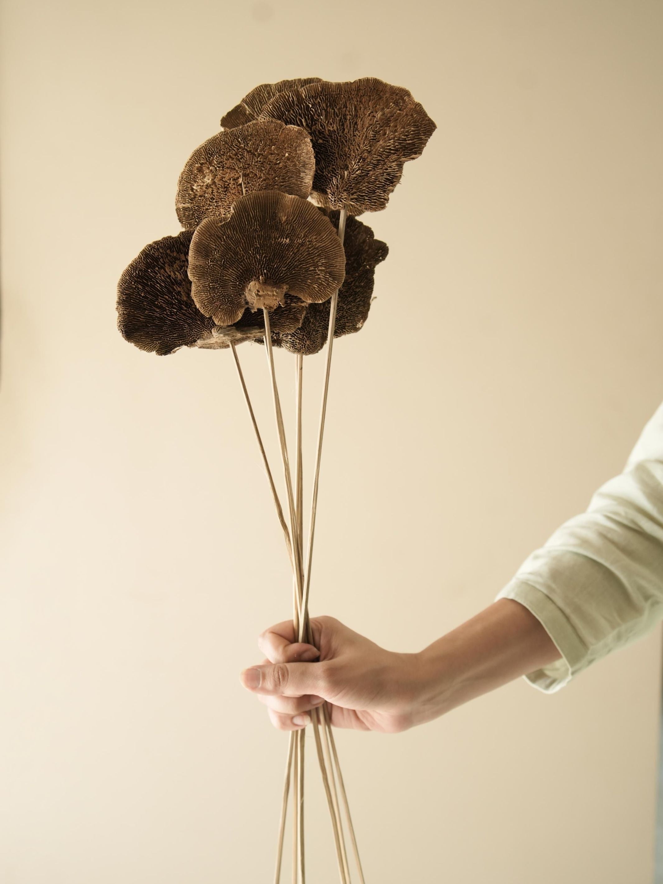 Natural Sponge mushroom