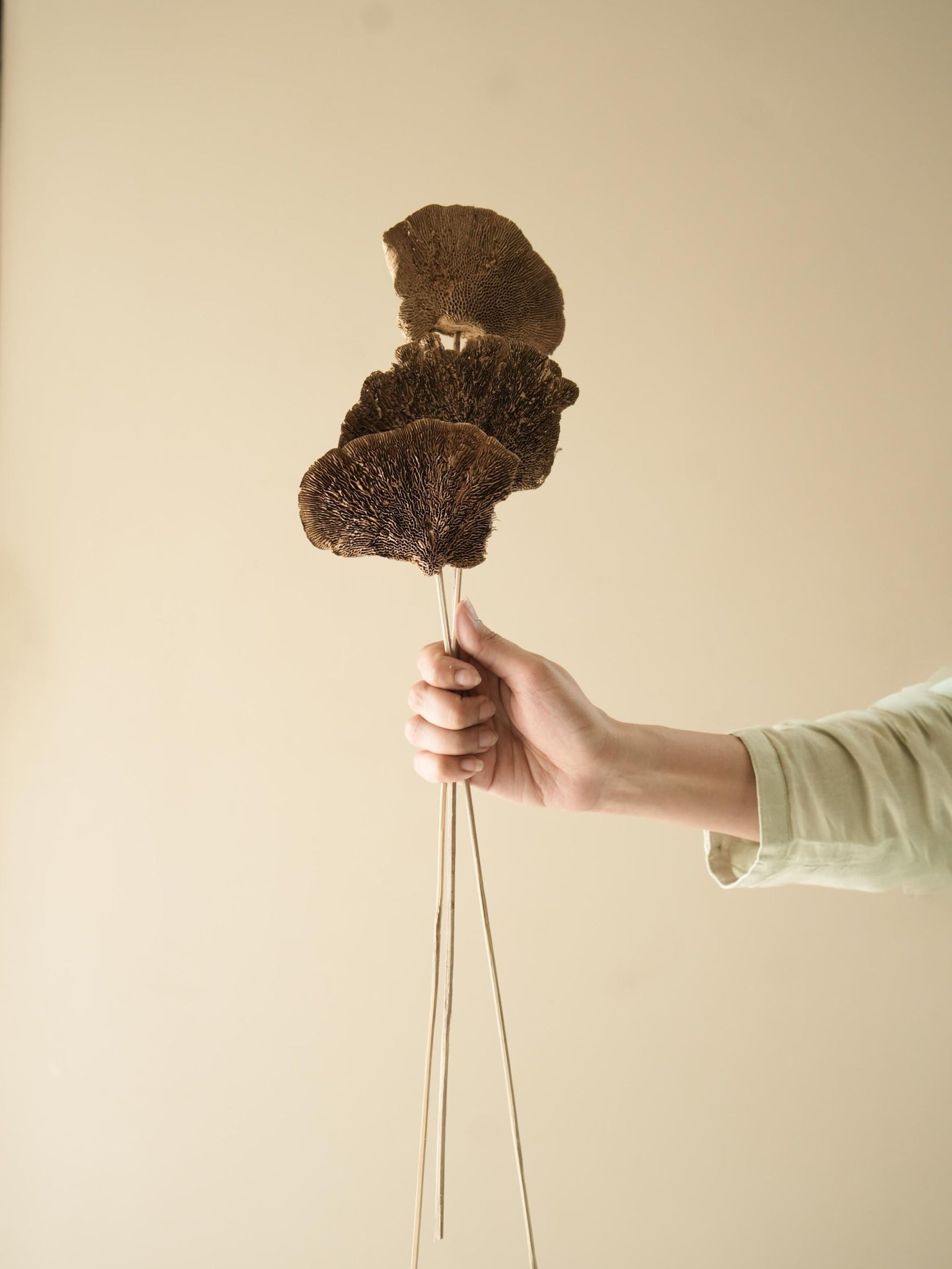 Natural Sponge mushroom