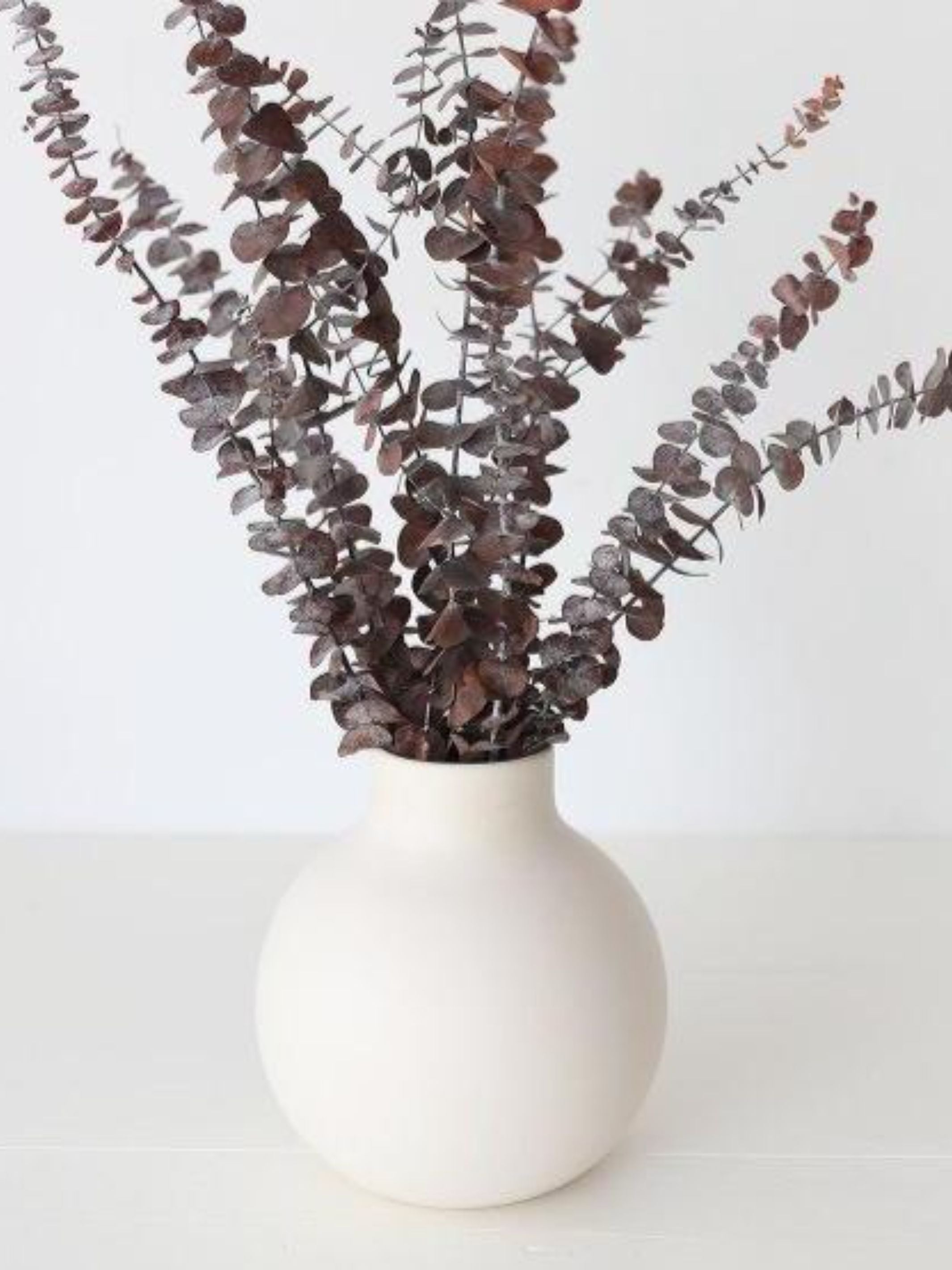 Brown Eucalyptus leaves