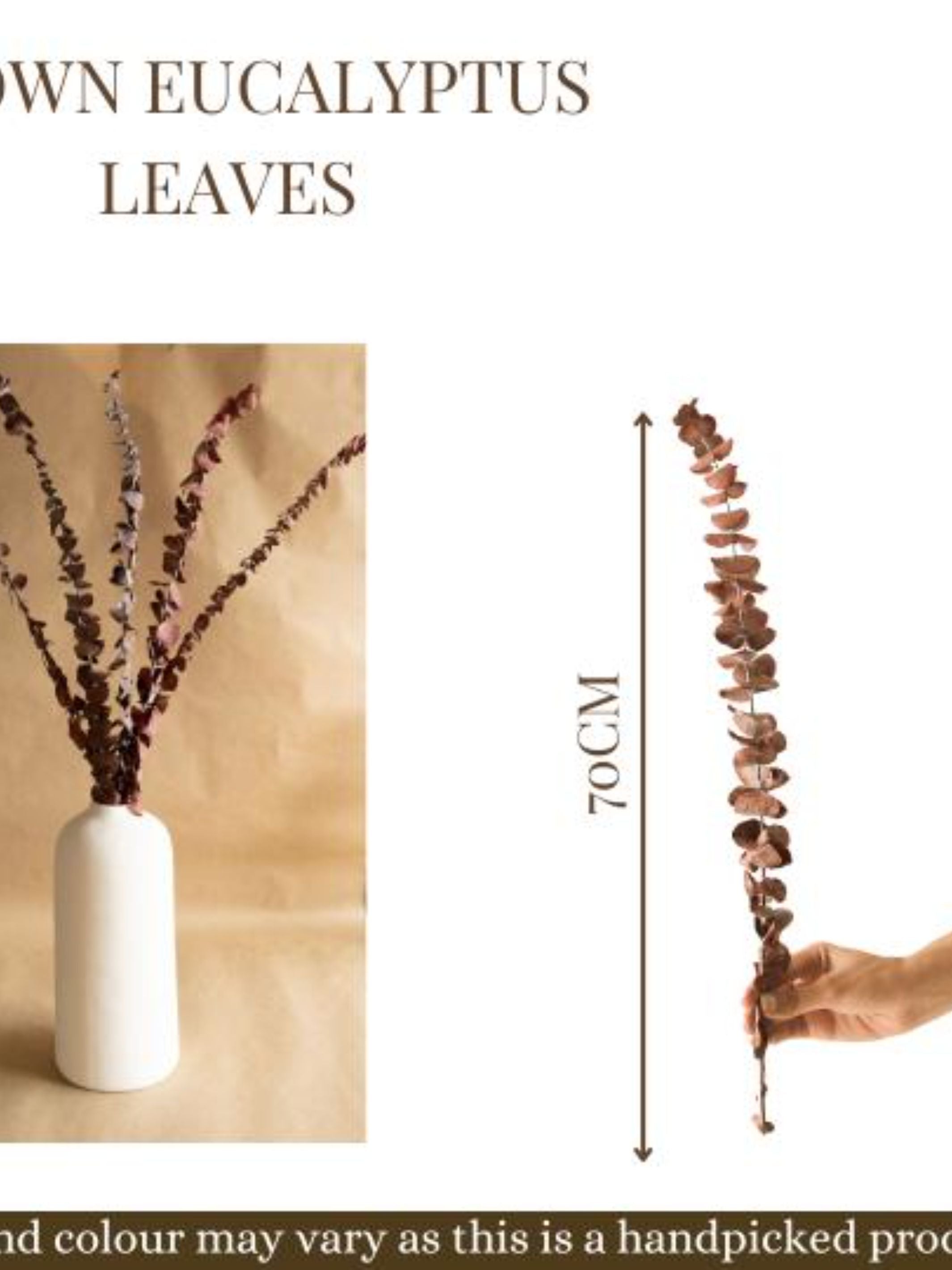 Brown Eucalyptus leaves