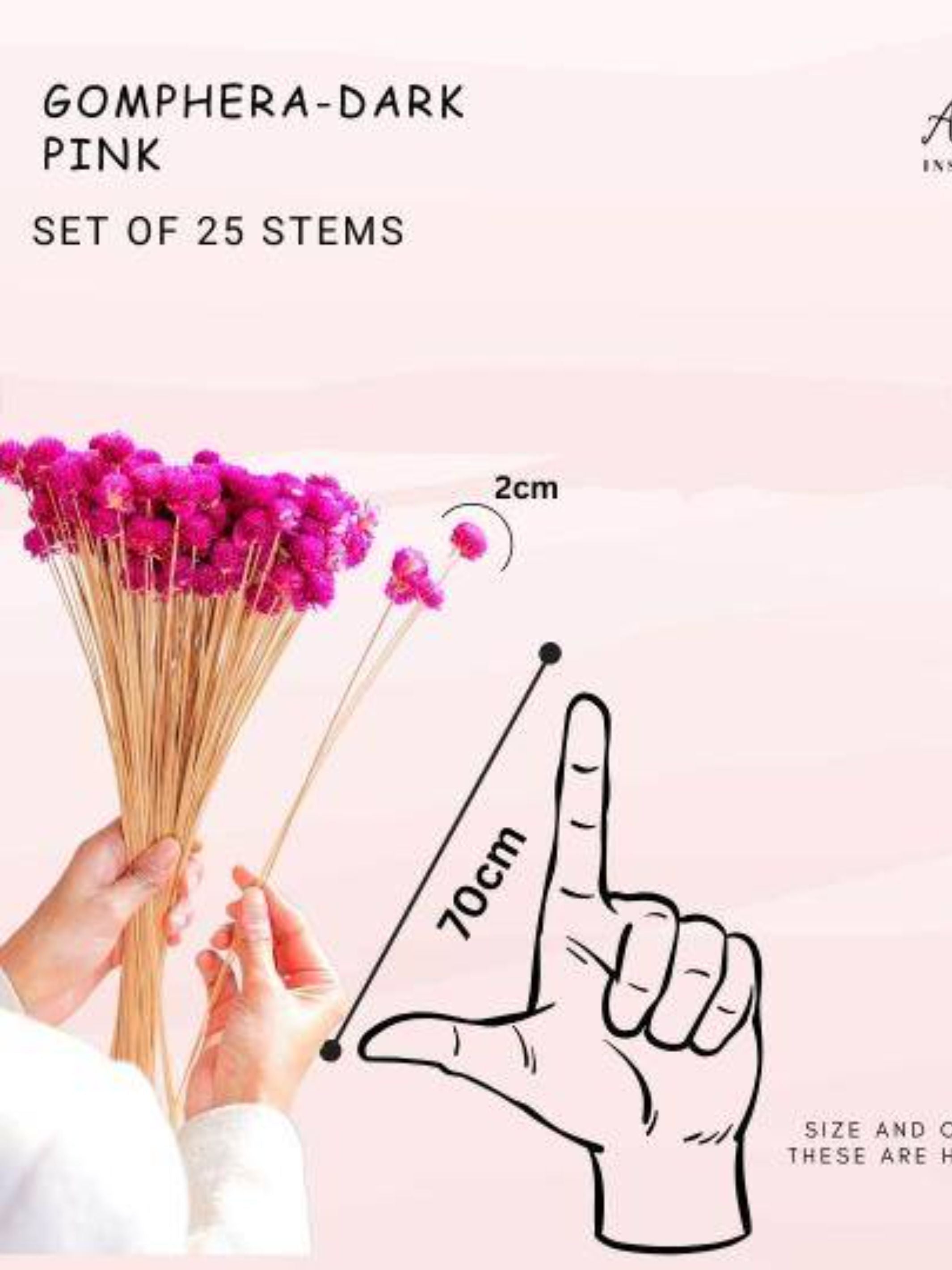 gomphera set of 25 stems -Dark pink