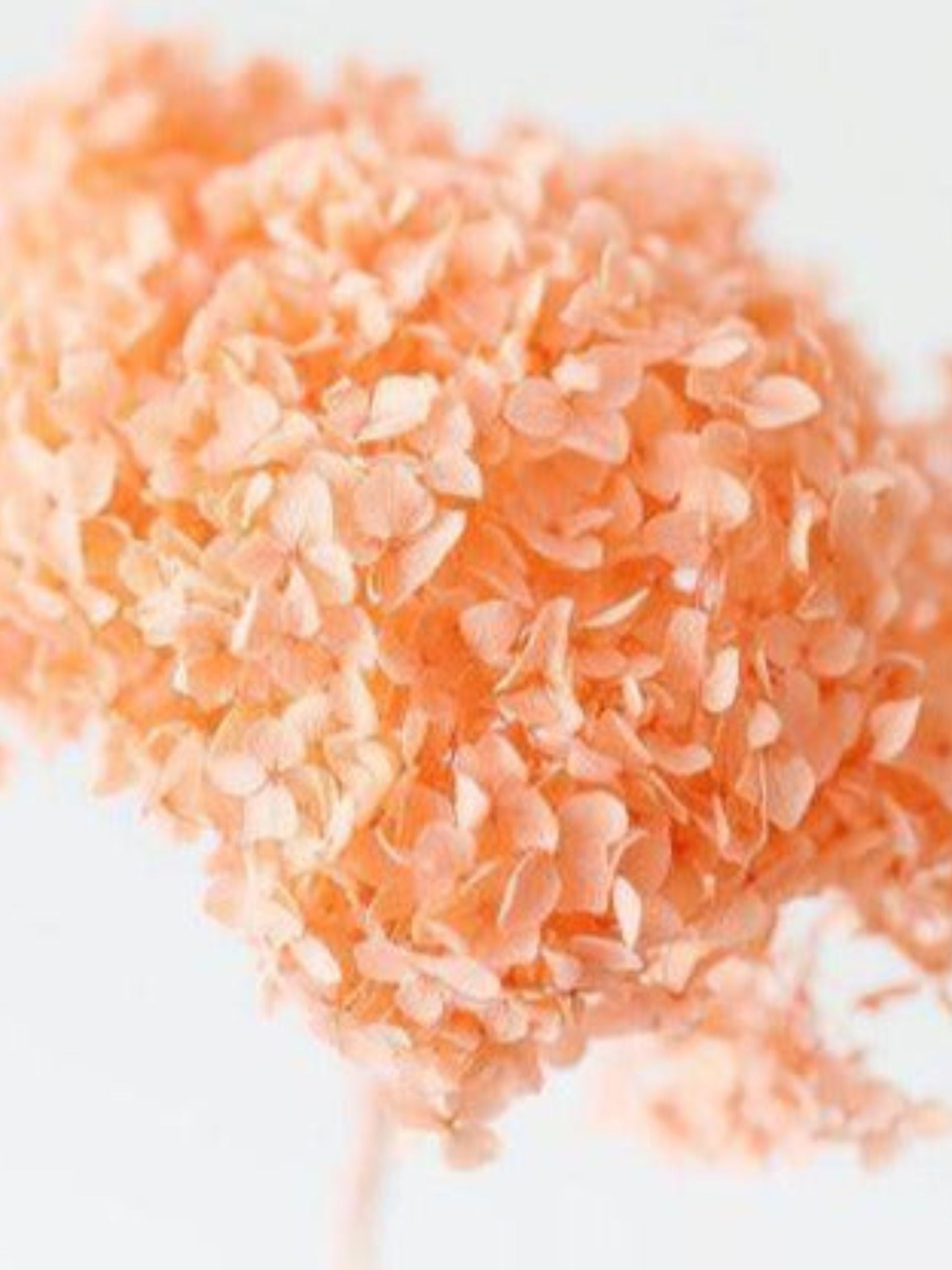 Hydrangeas _Peach