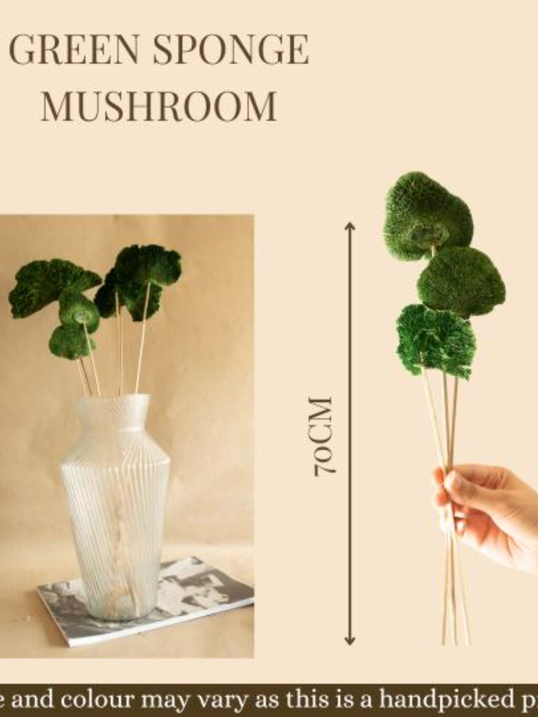 Green Sponge Mushroom