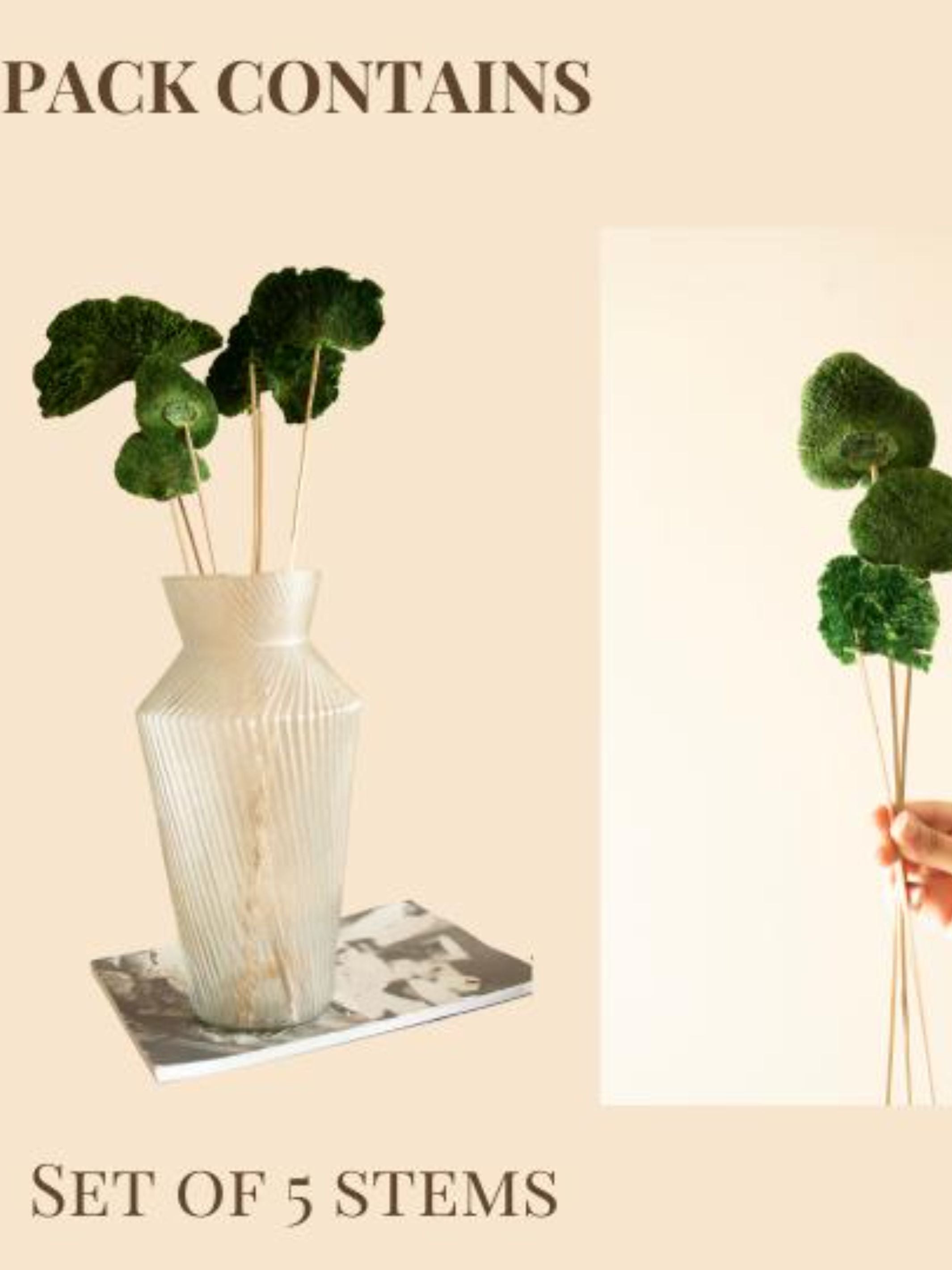 Green Sponge Mushroom