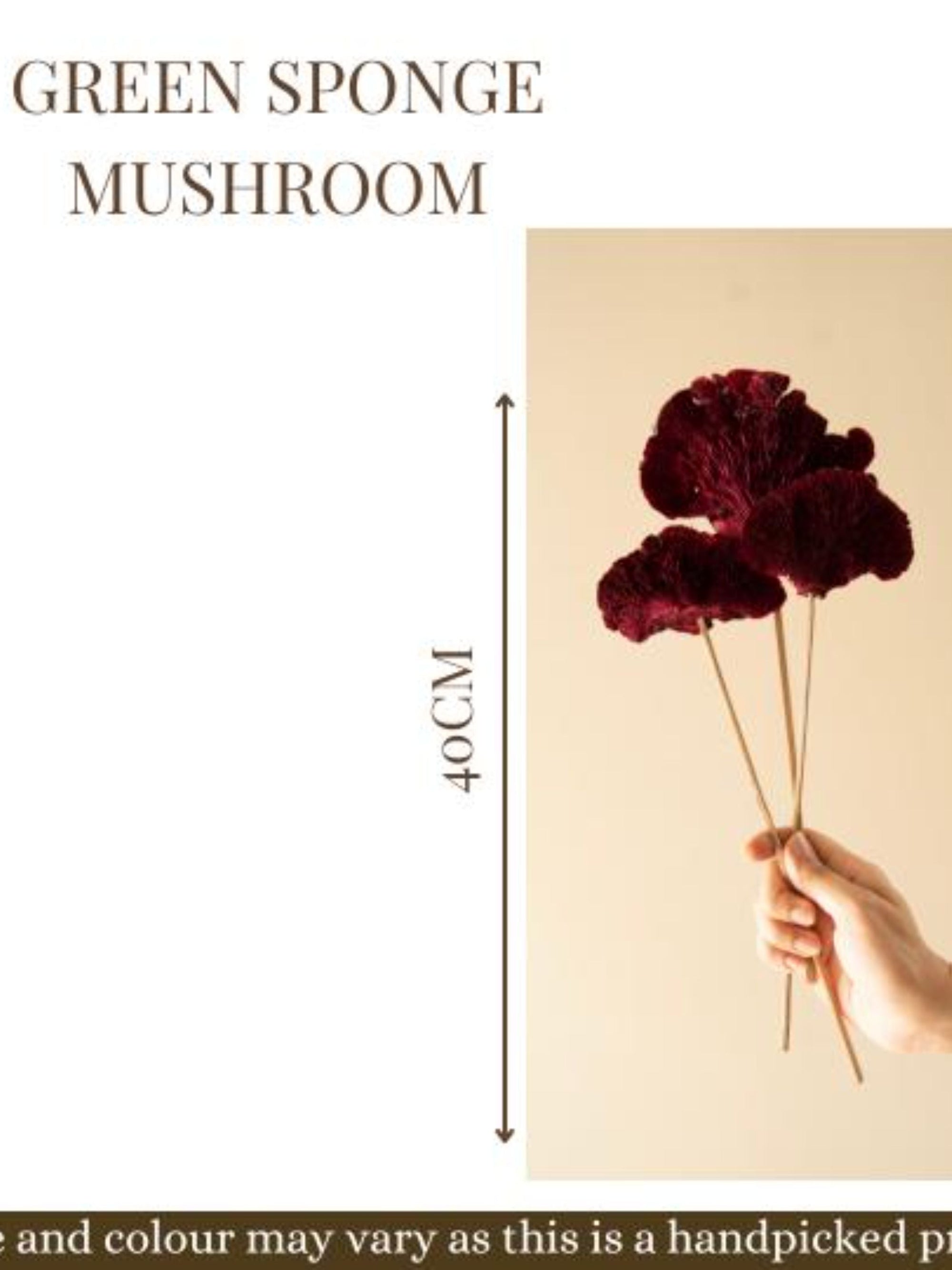 Red Sponge mushroom