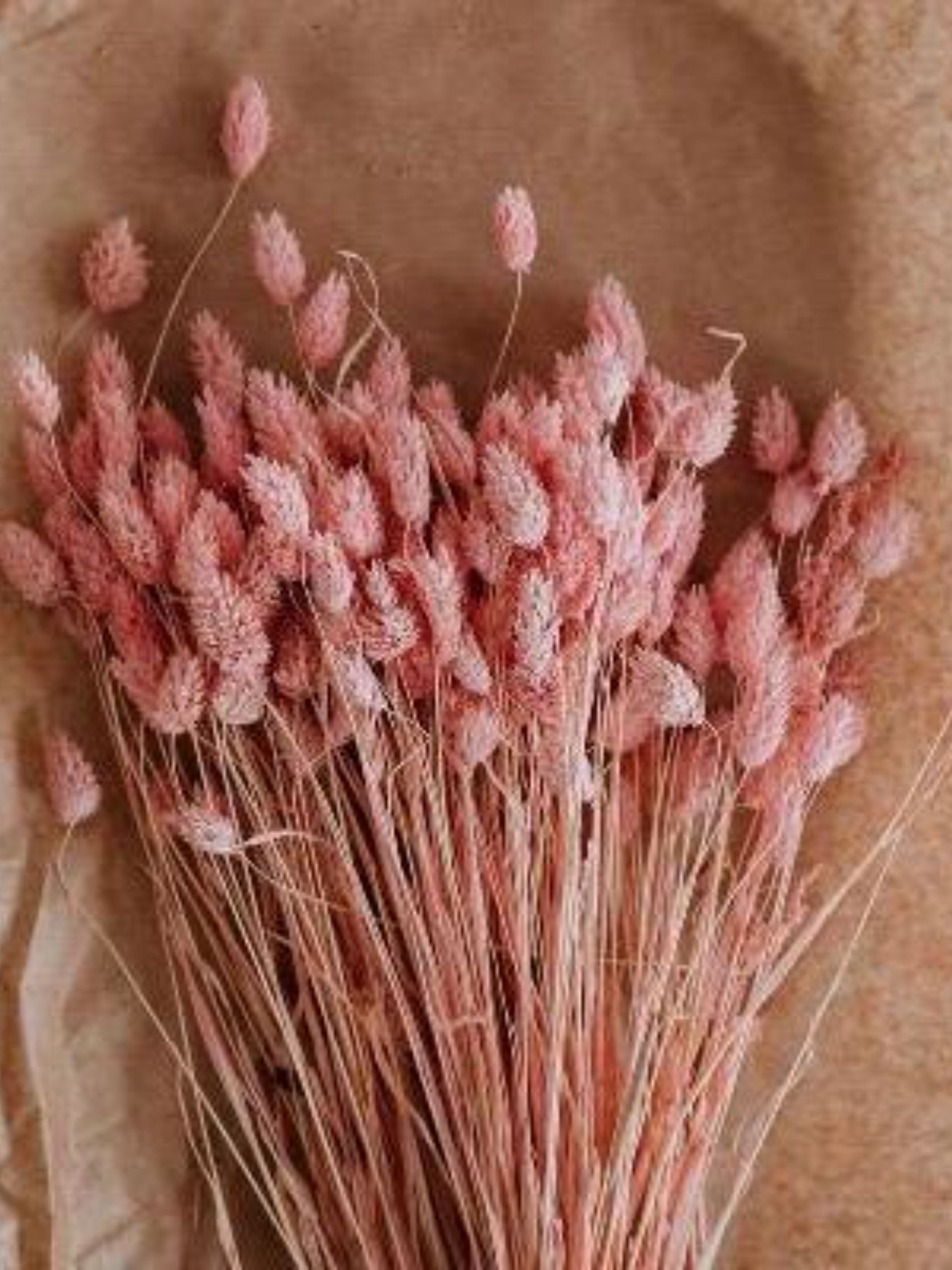 Phalaris- Pink