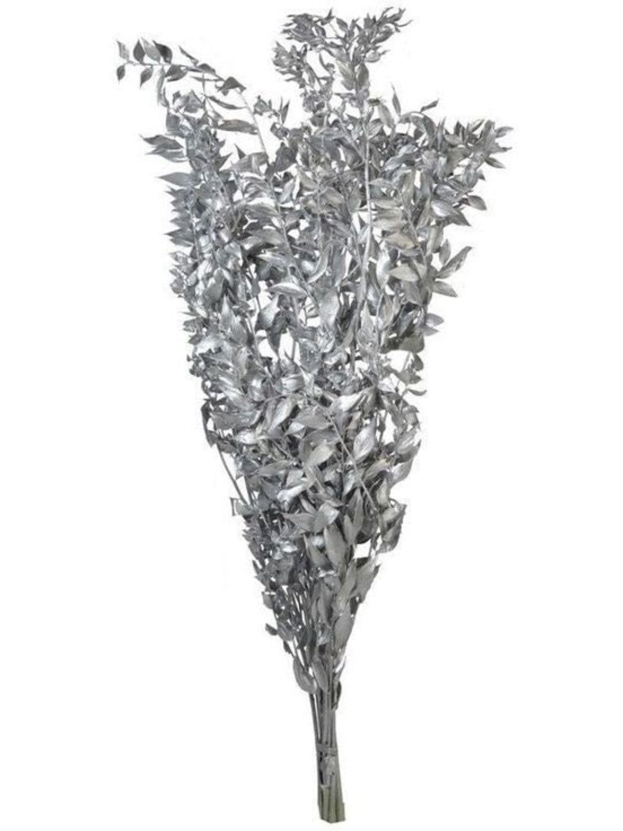 Ruscus-silver
