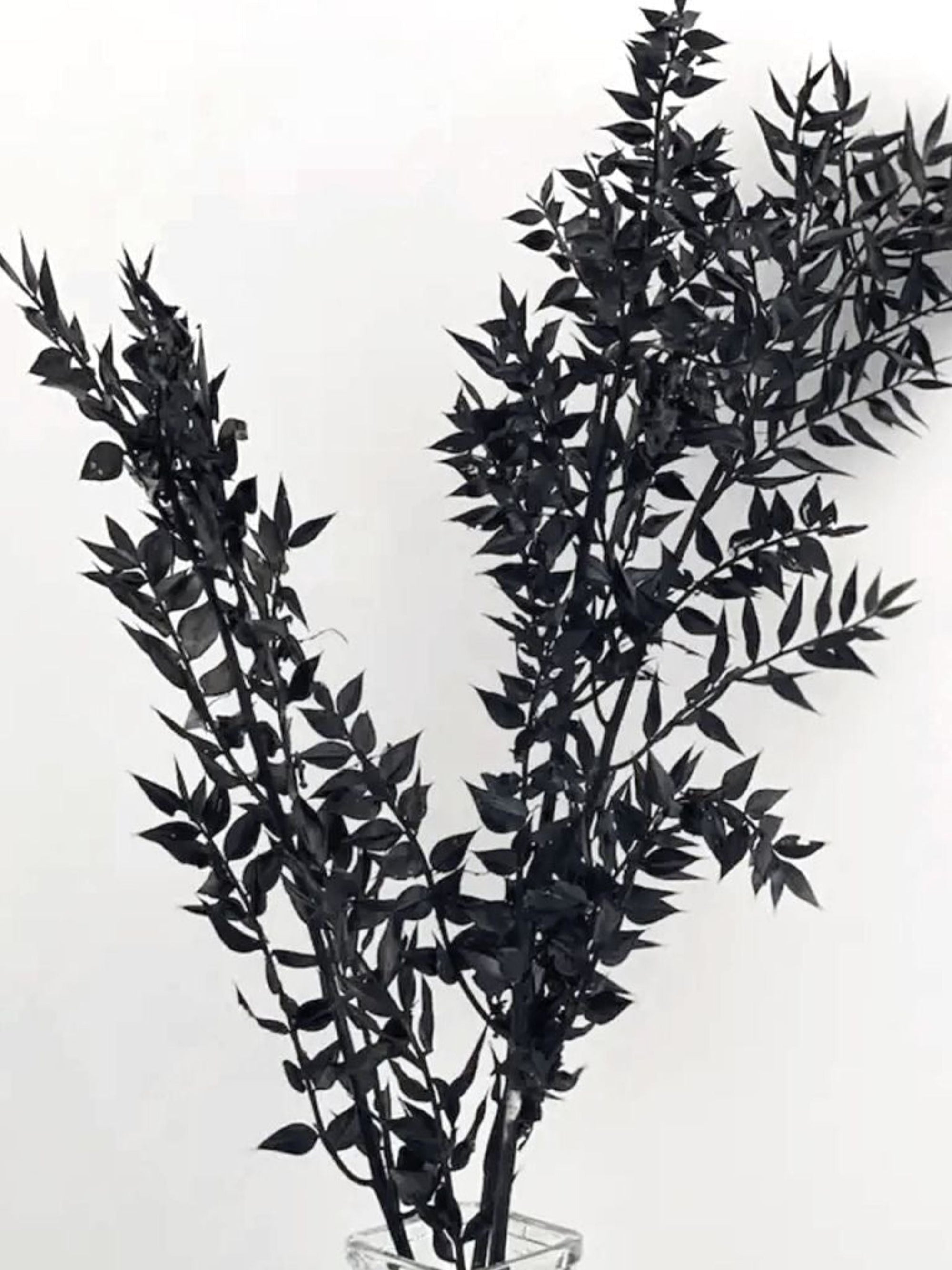 Ruscus- Black