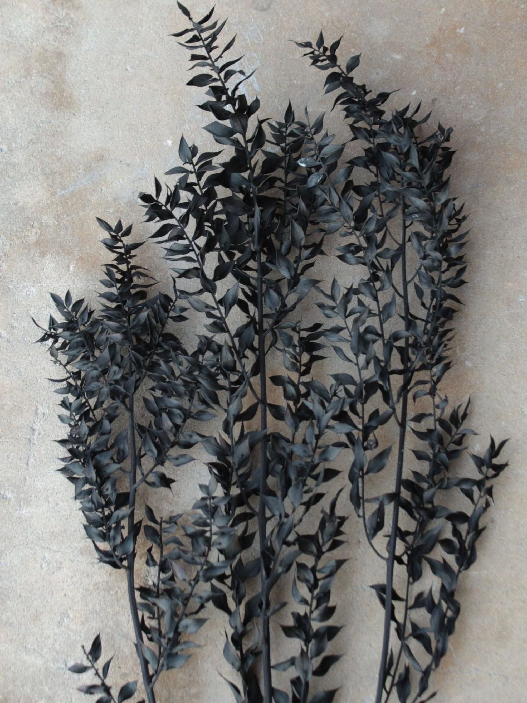 Ruscus- Black