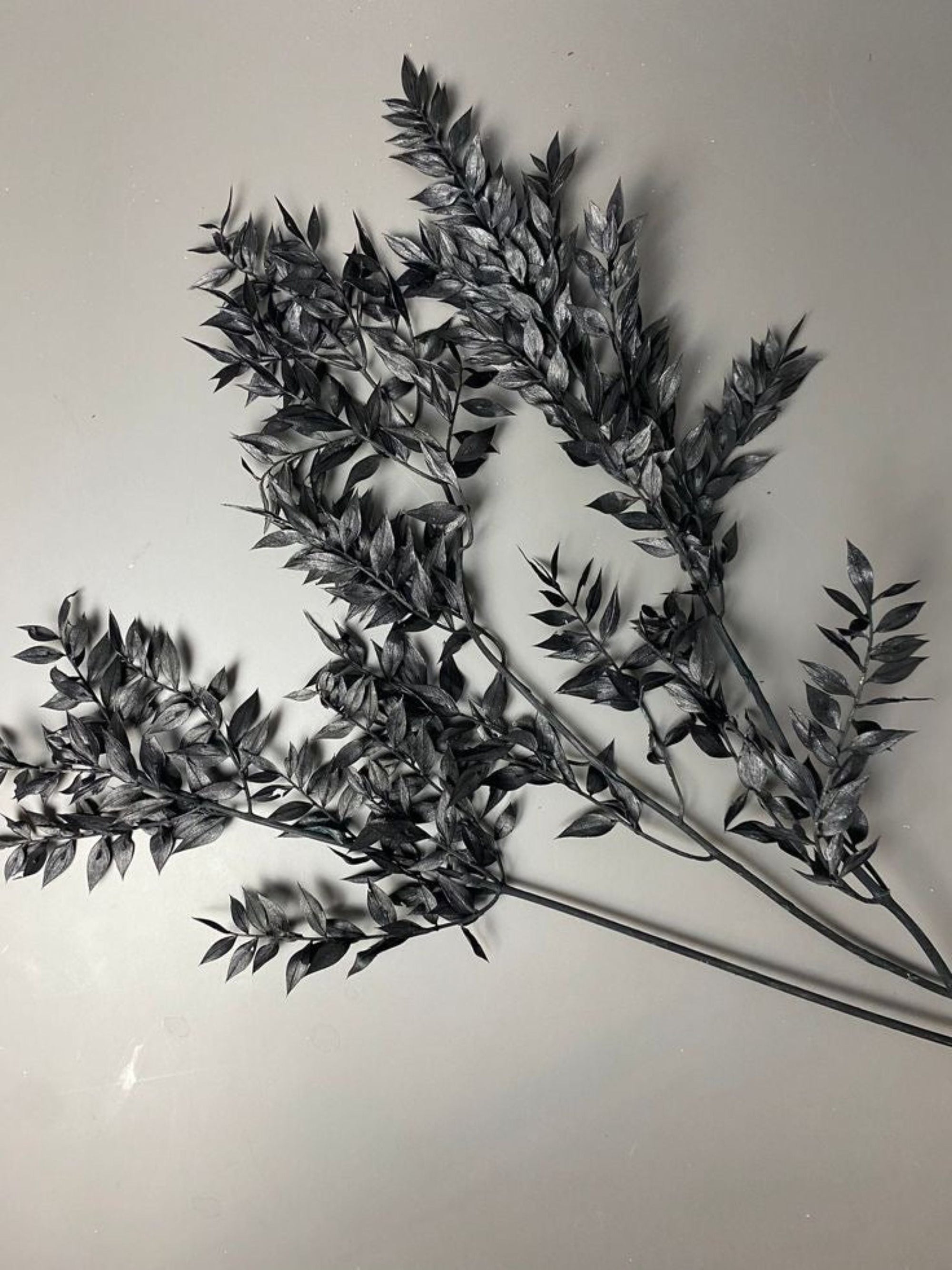 Ruscus- Black