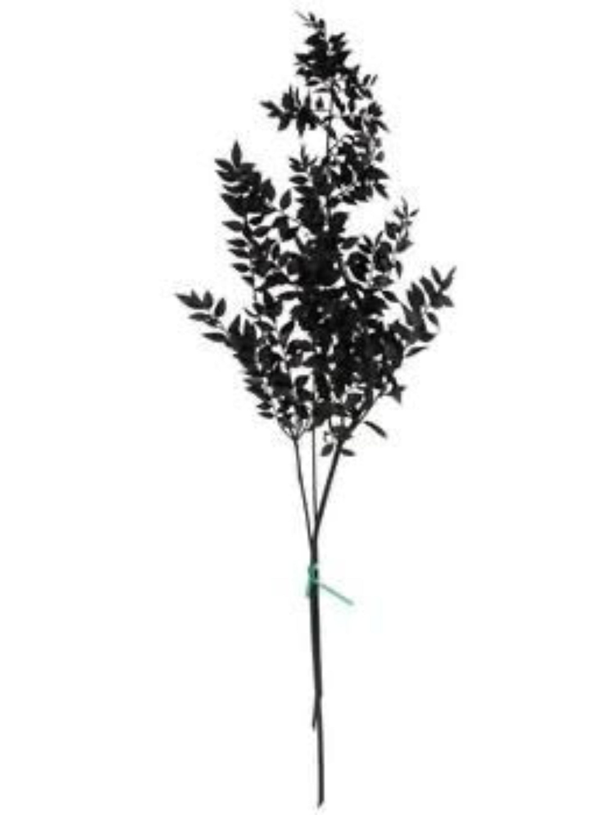 Ruscus- Black