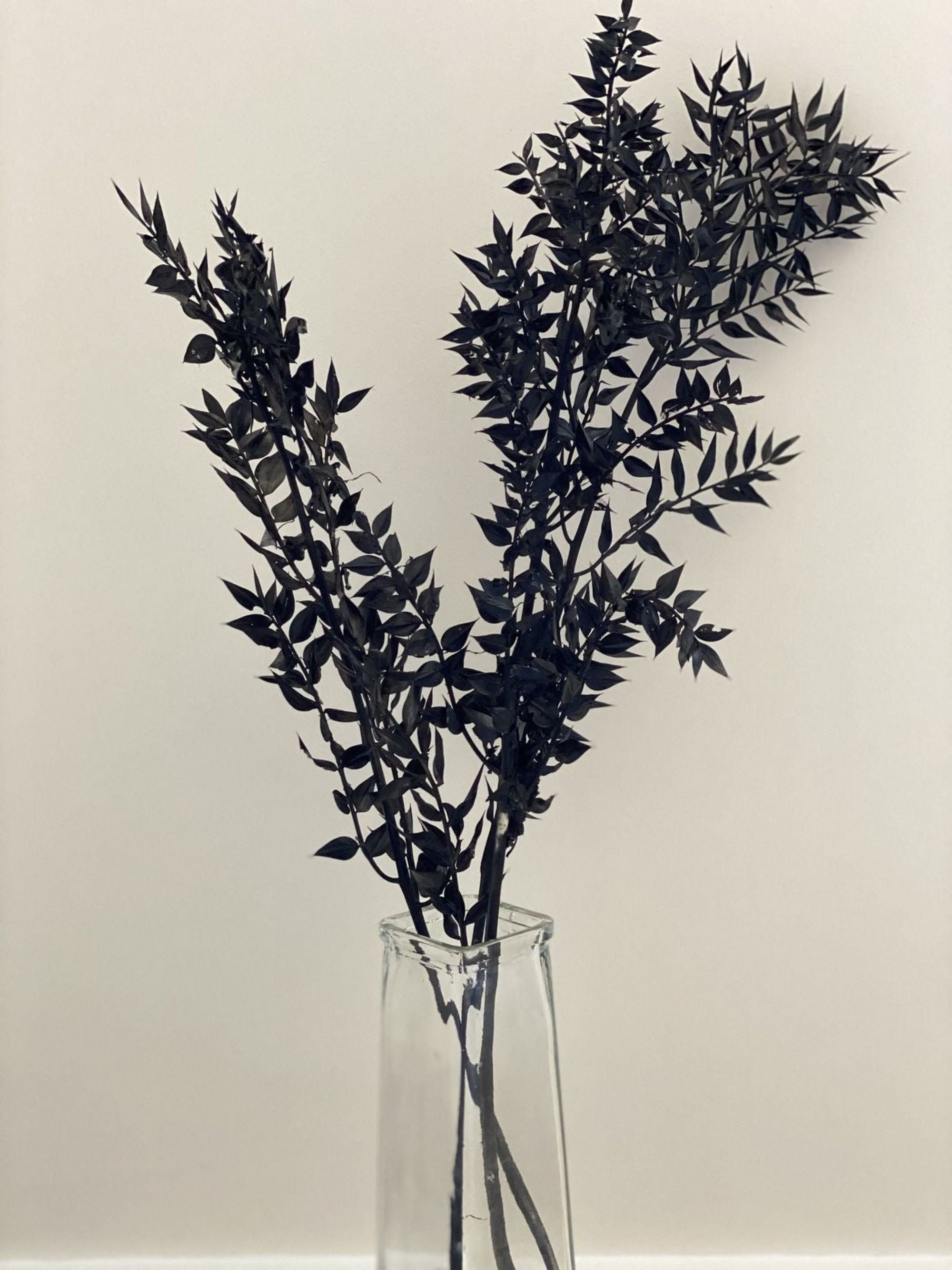 Ruscus- Black