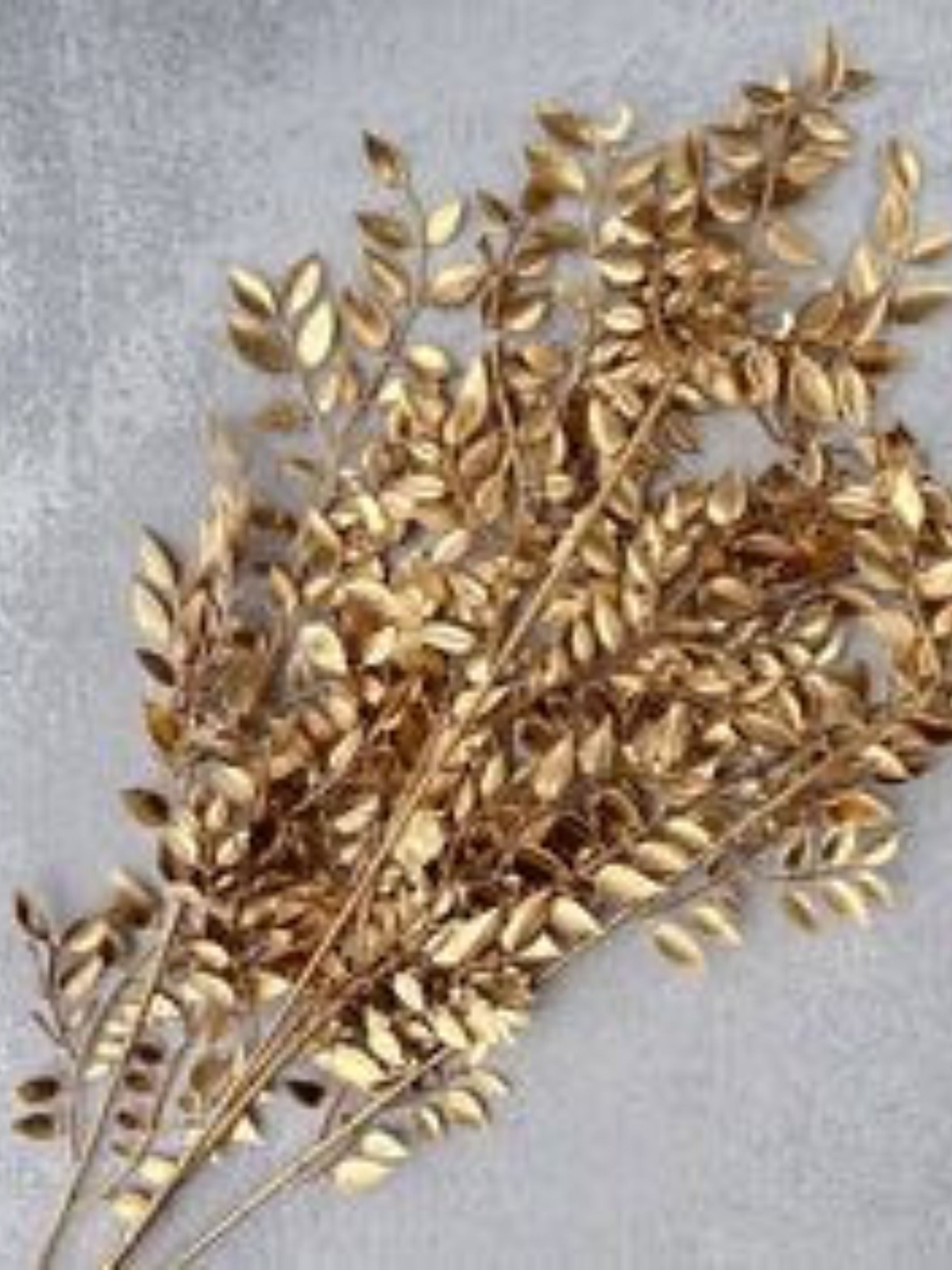 Ruscus-Golden (original)