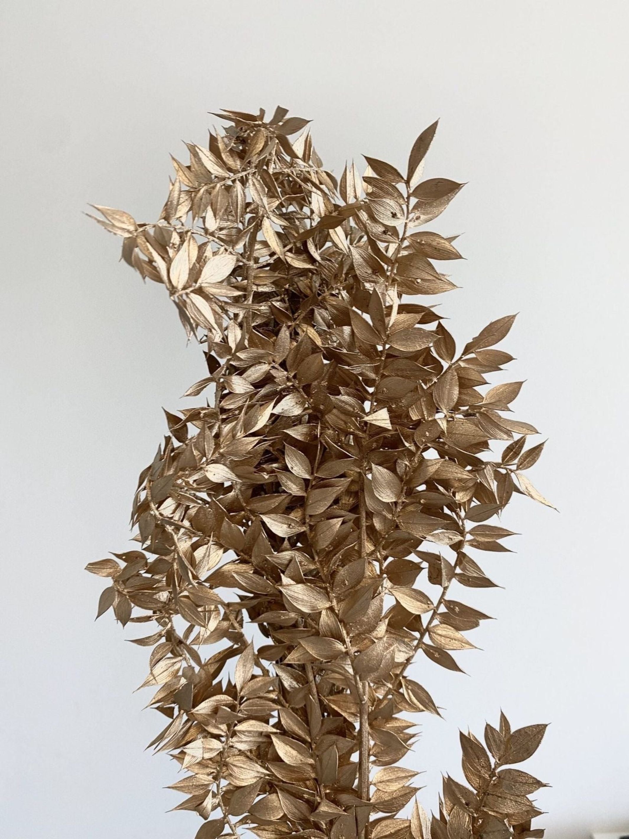 Ruscus-Golden (original)