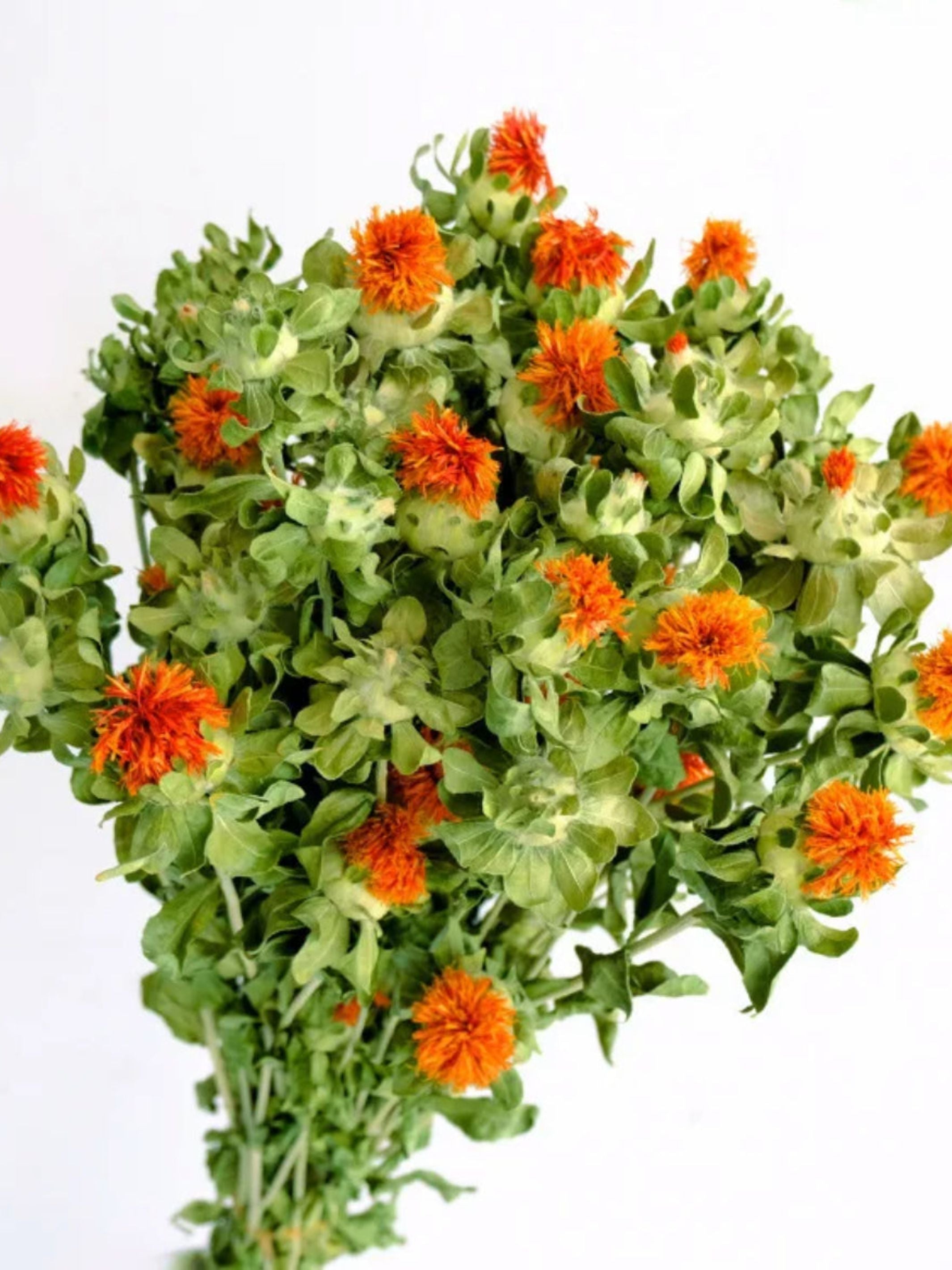 Dried safflower