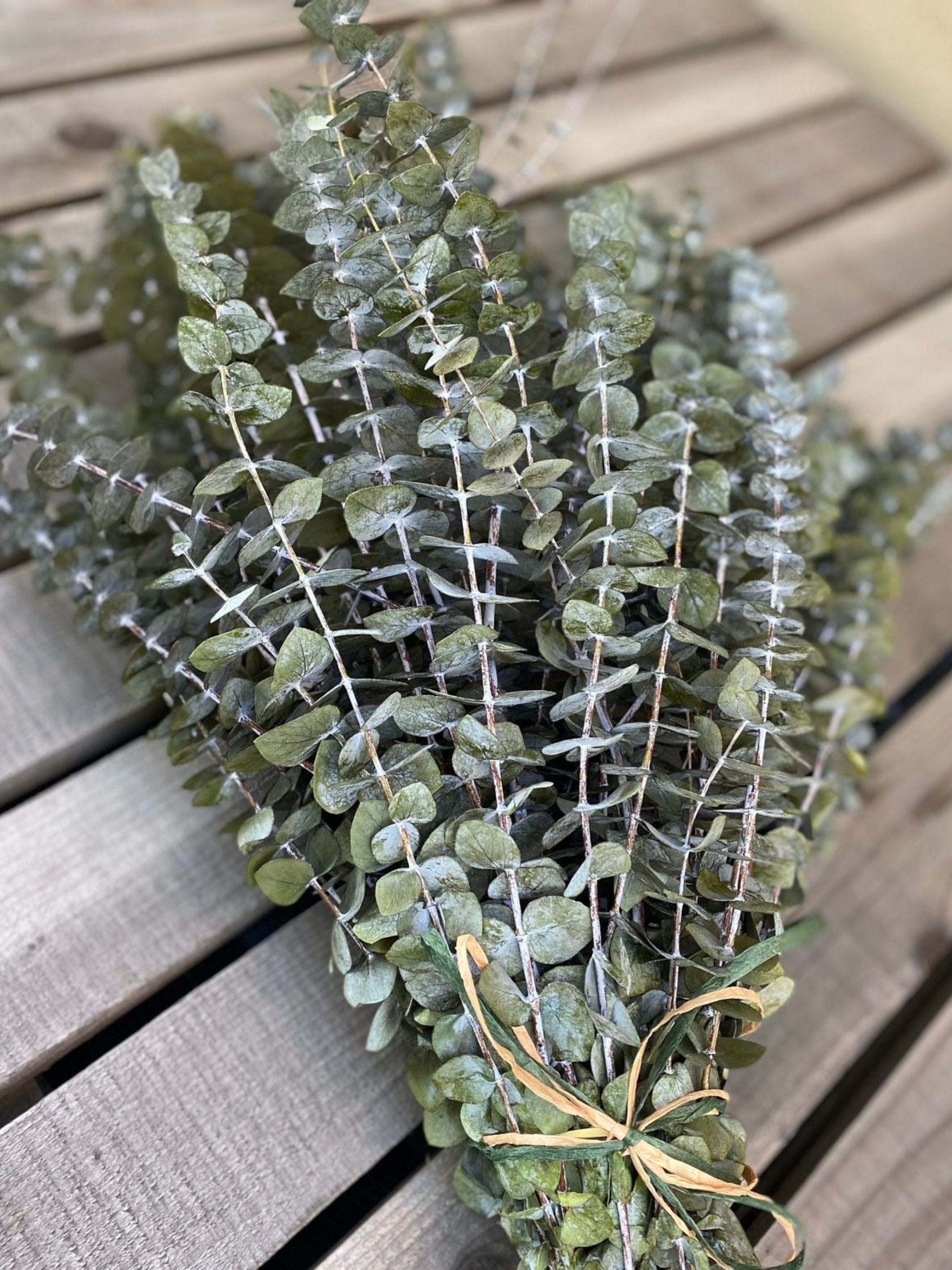 Light Green Eucalyptus