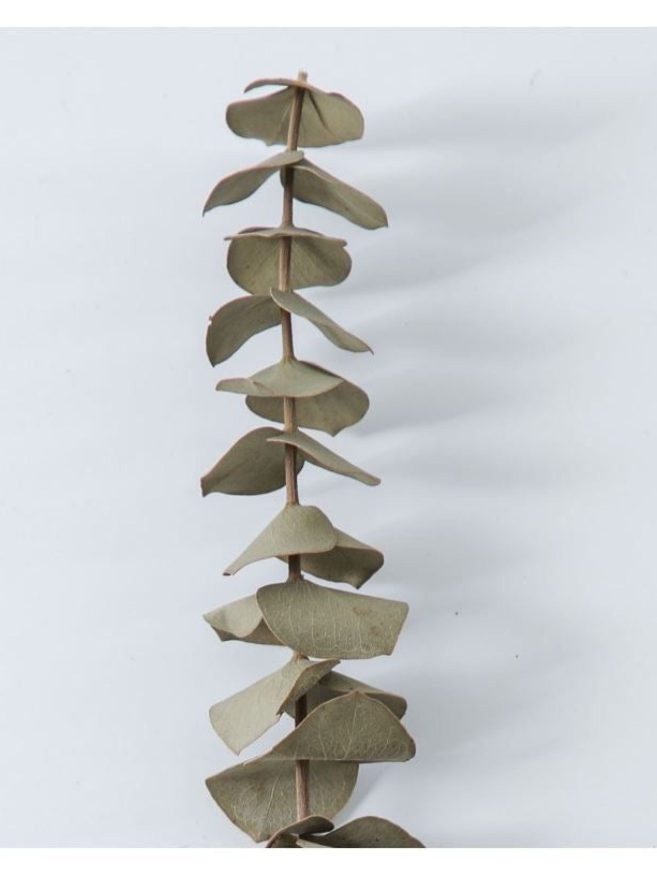 Light Green Eucalyptus