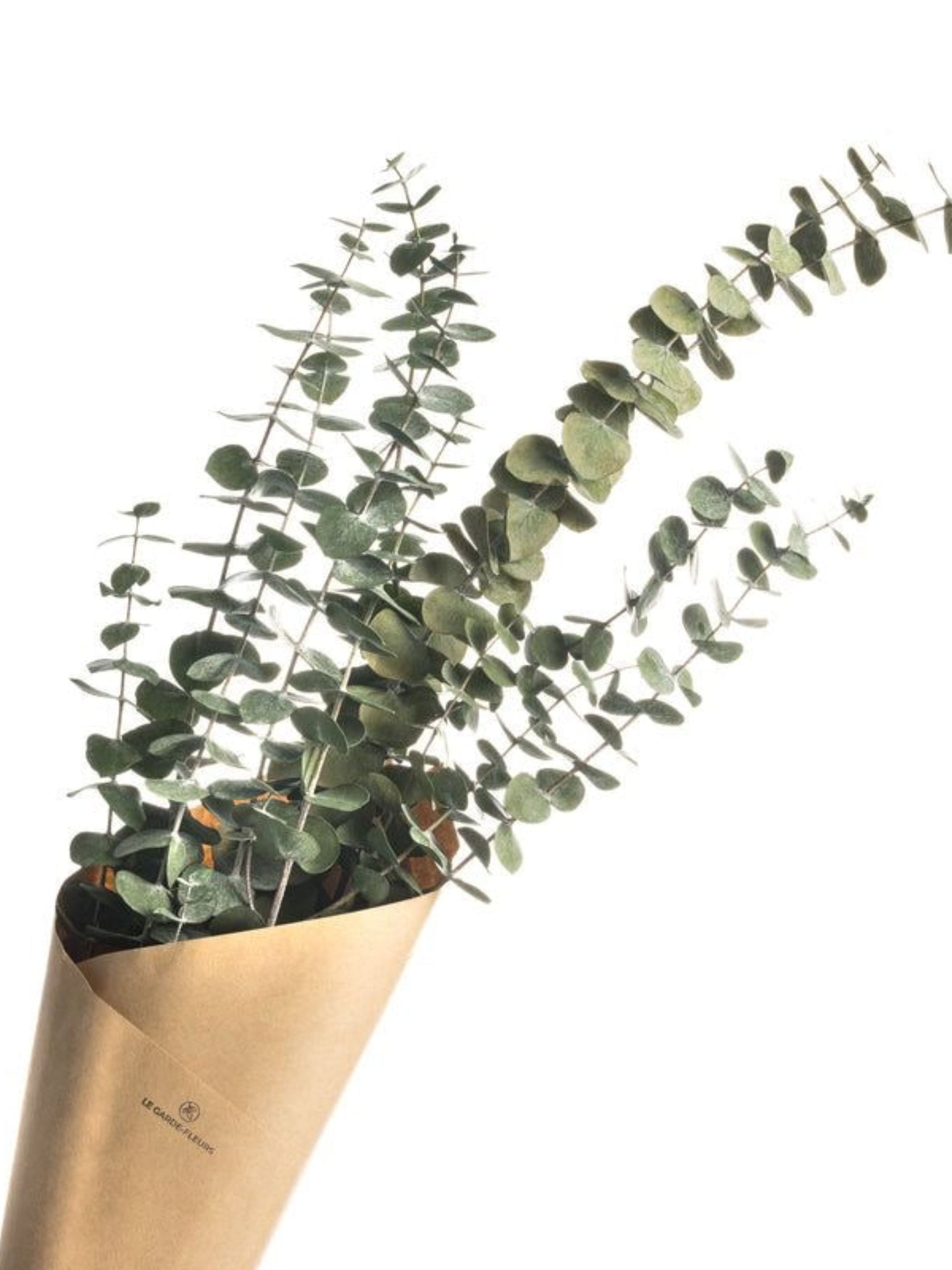 Light Green Eucalyptus