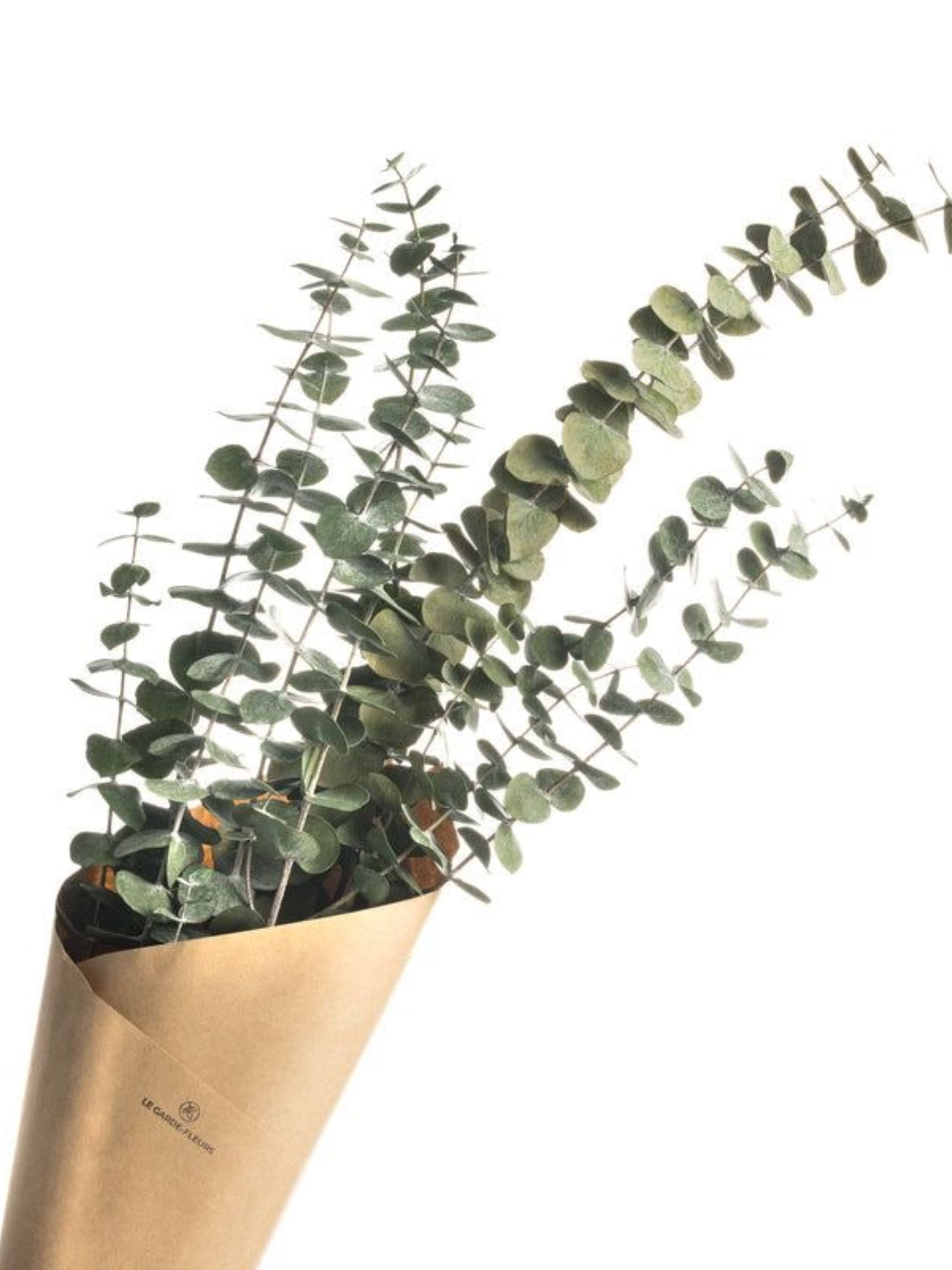 Light Green Eucalyptus