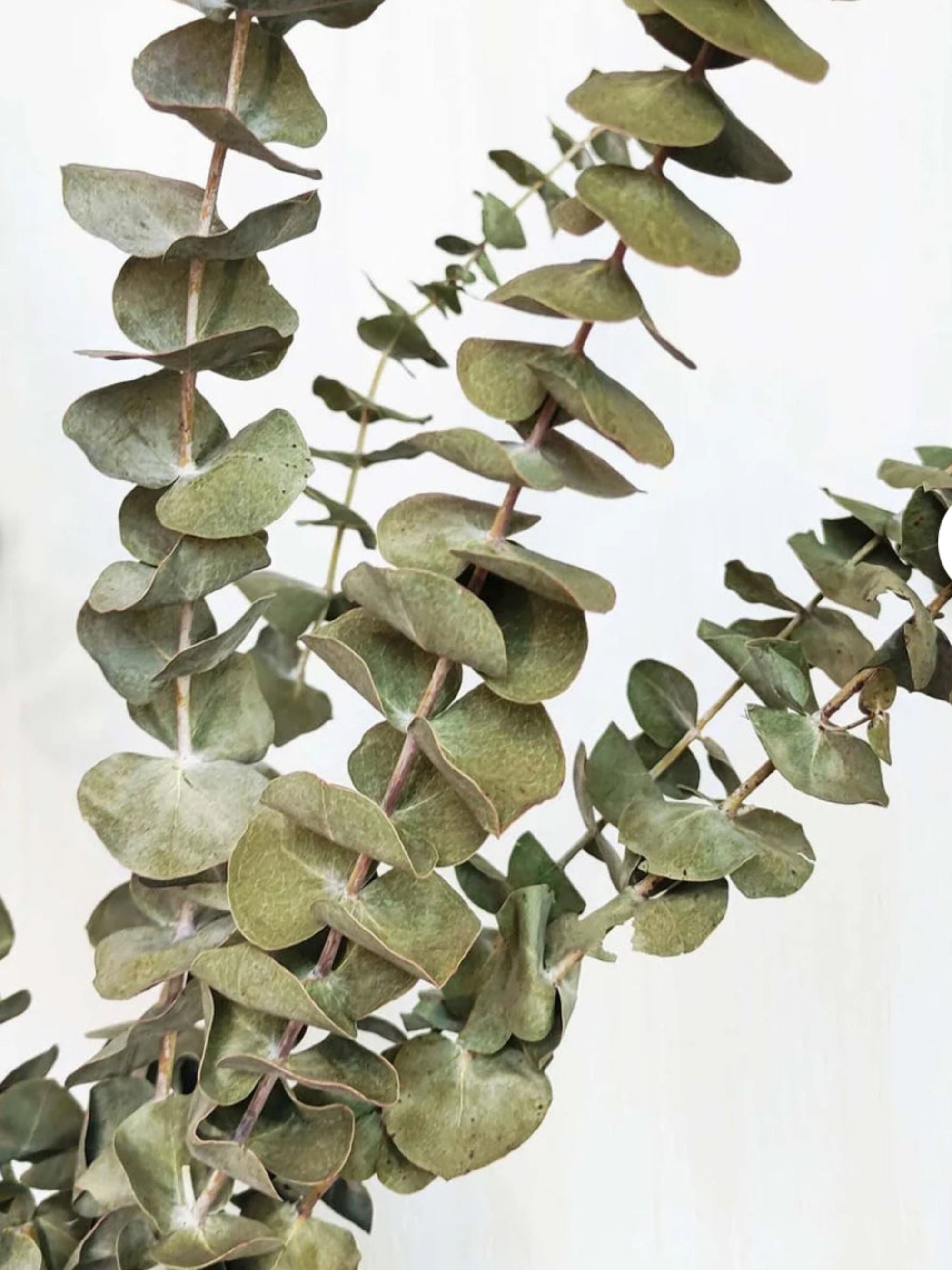Light Green Eucalyptus