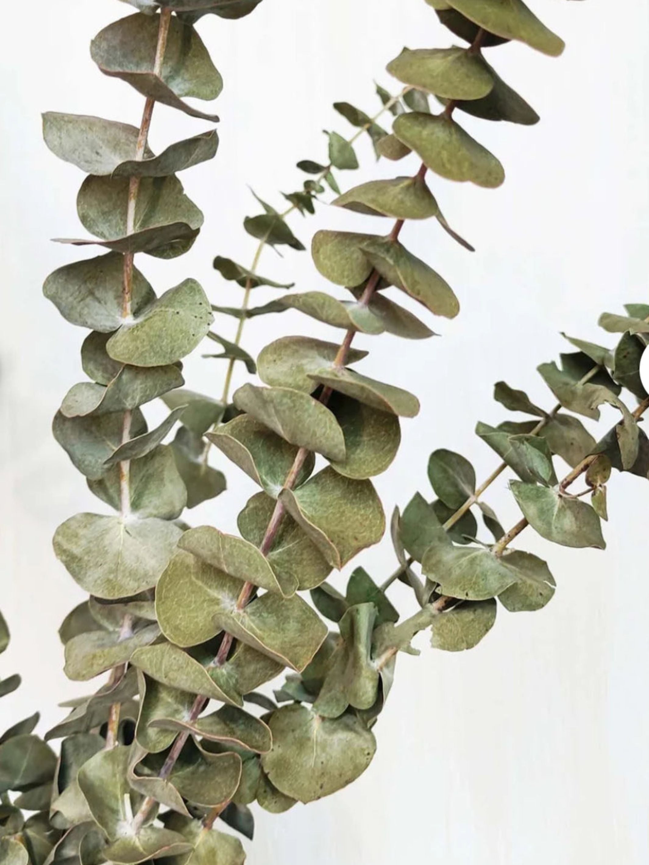 Light Green Eucalyptus