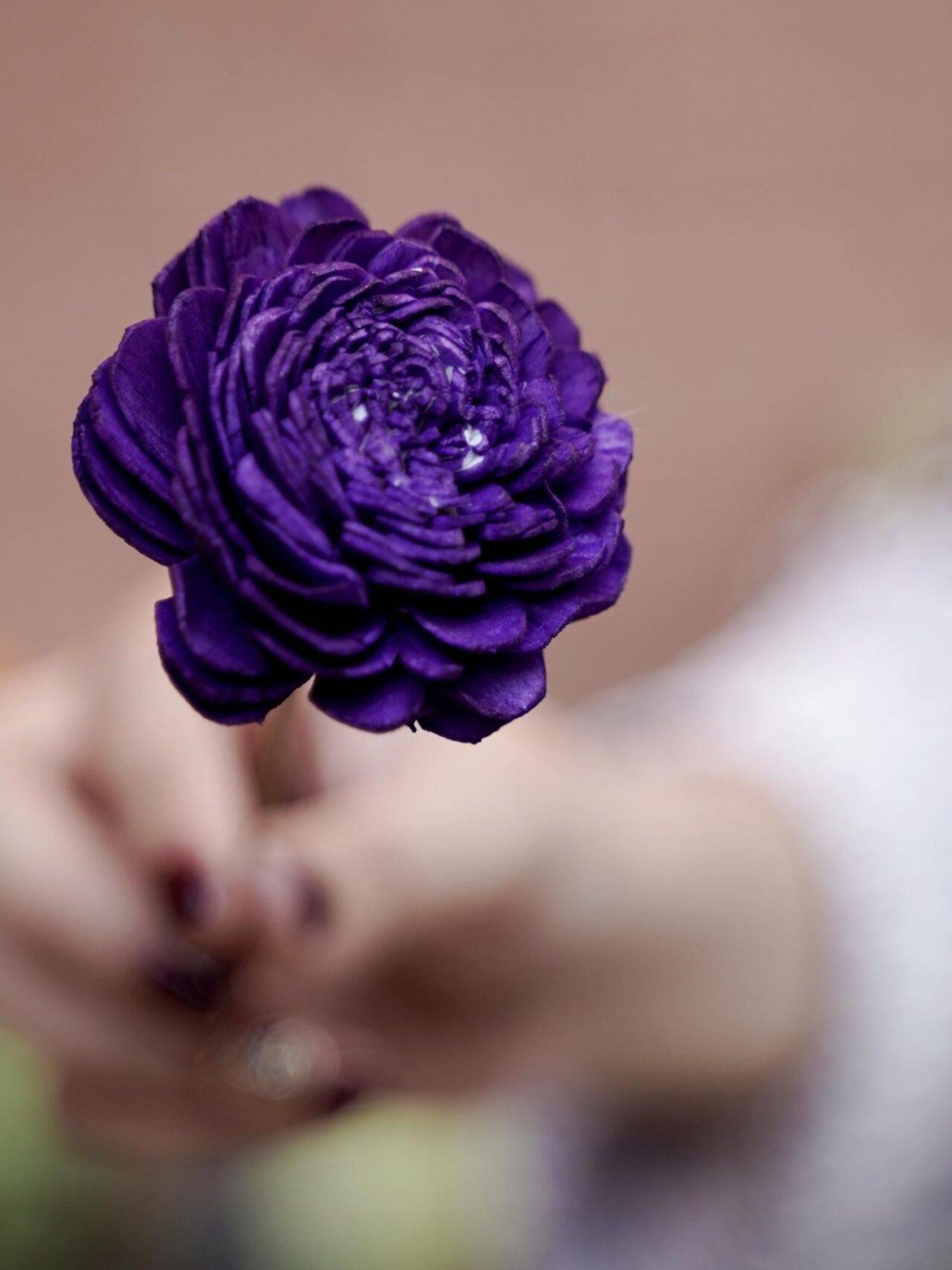 Sola Flower-Purple Combo