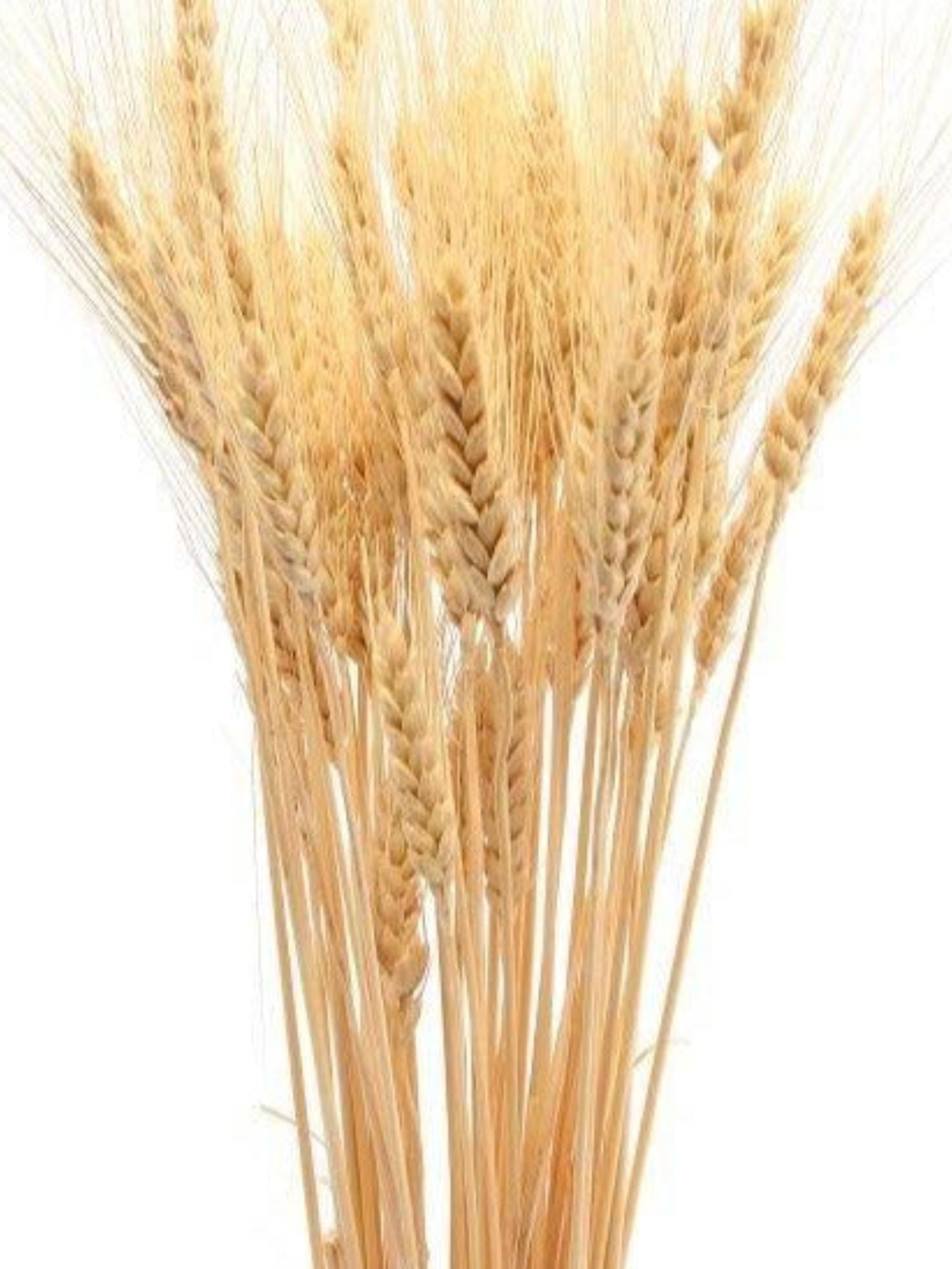 Wheat grass-set of 30 stems