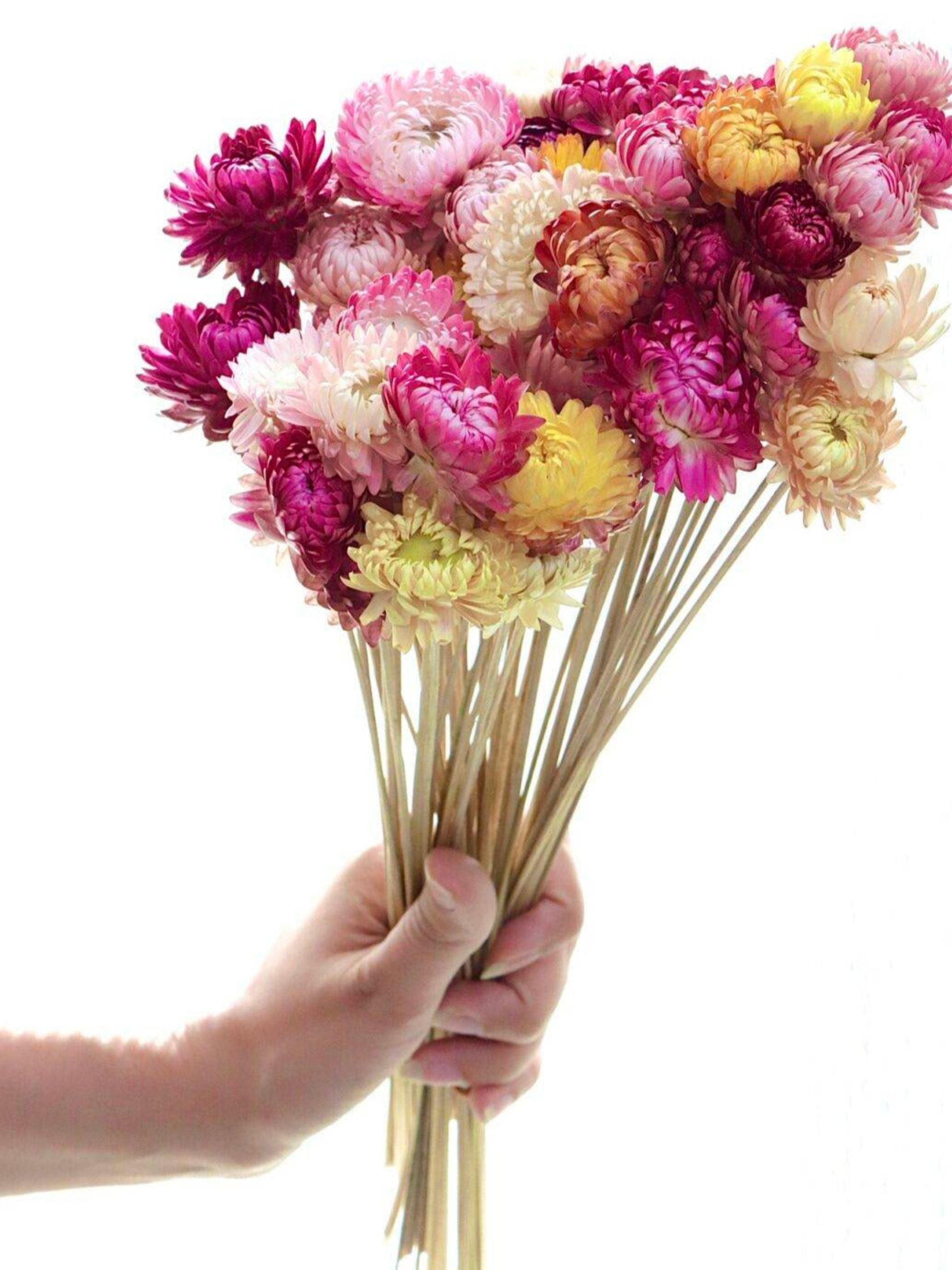 Straw flower-set of 20 stems
