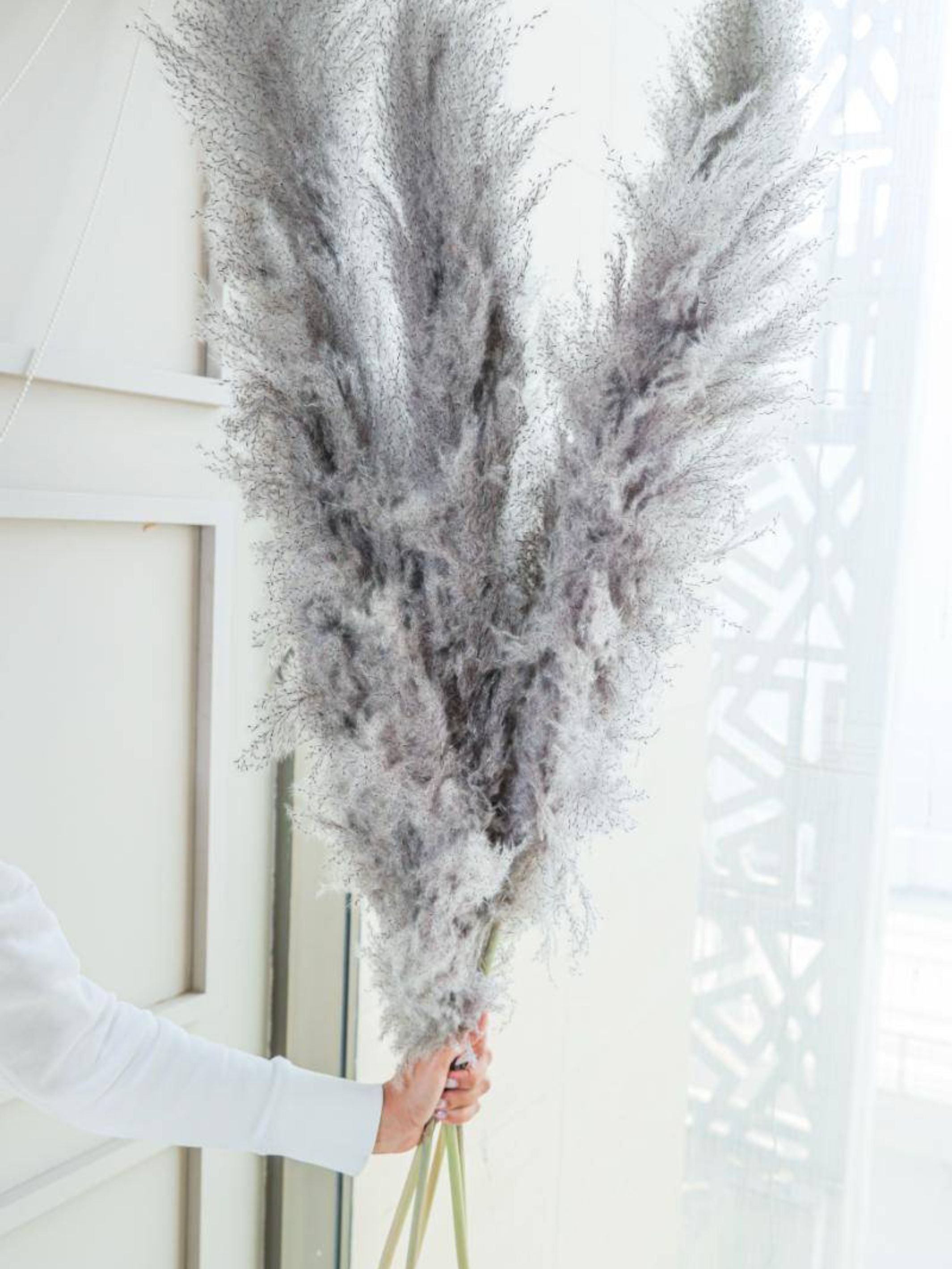 Imported charcoal Pampas-XL -set of 5 stems