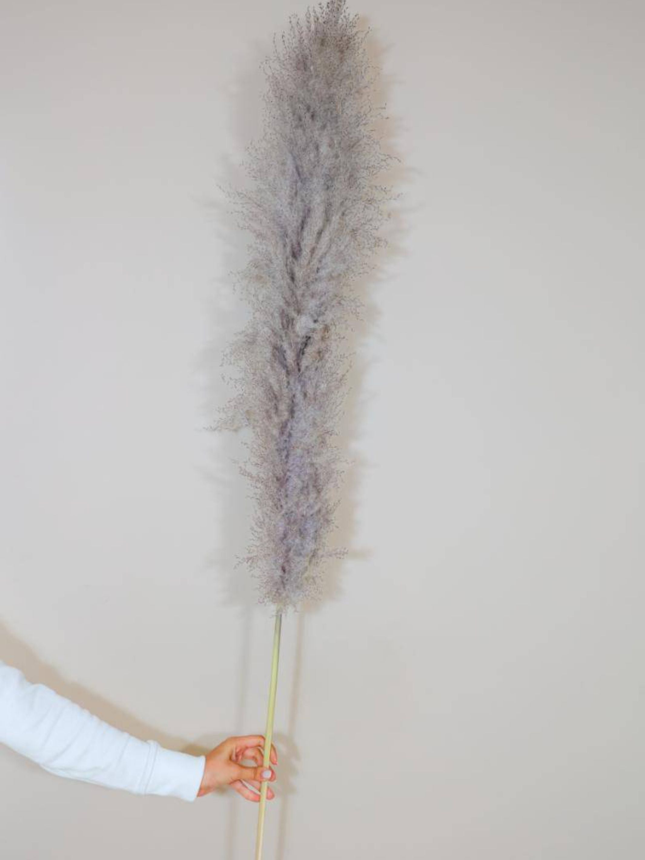 Imported charcoal Pampas-XL -set of 5 stems