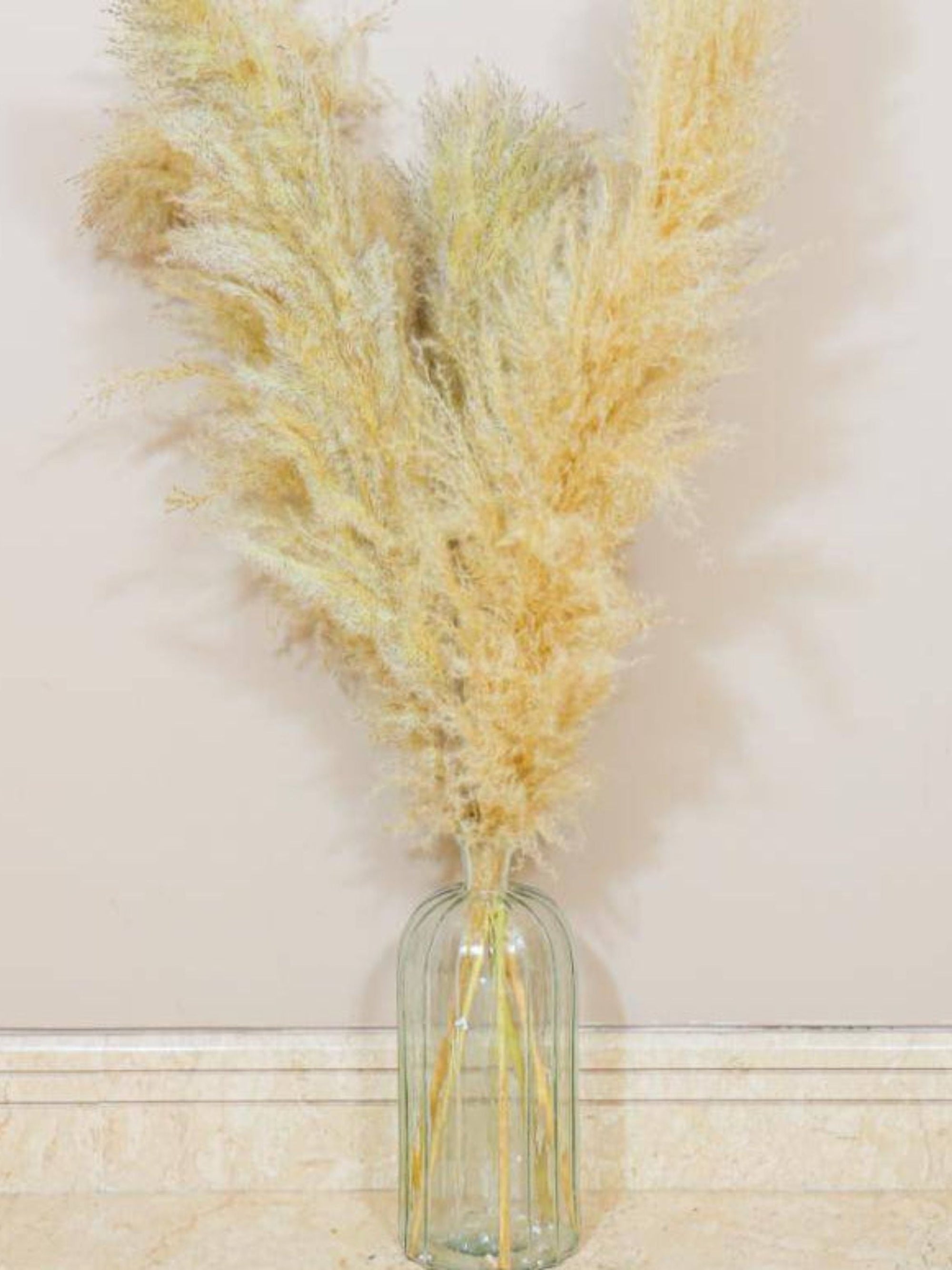 Imported Ivory pampas set of 5 stems !