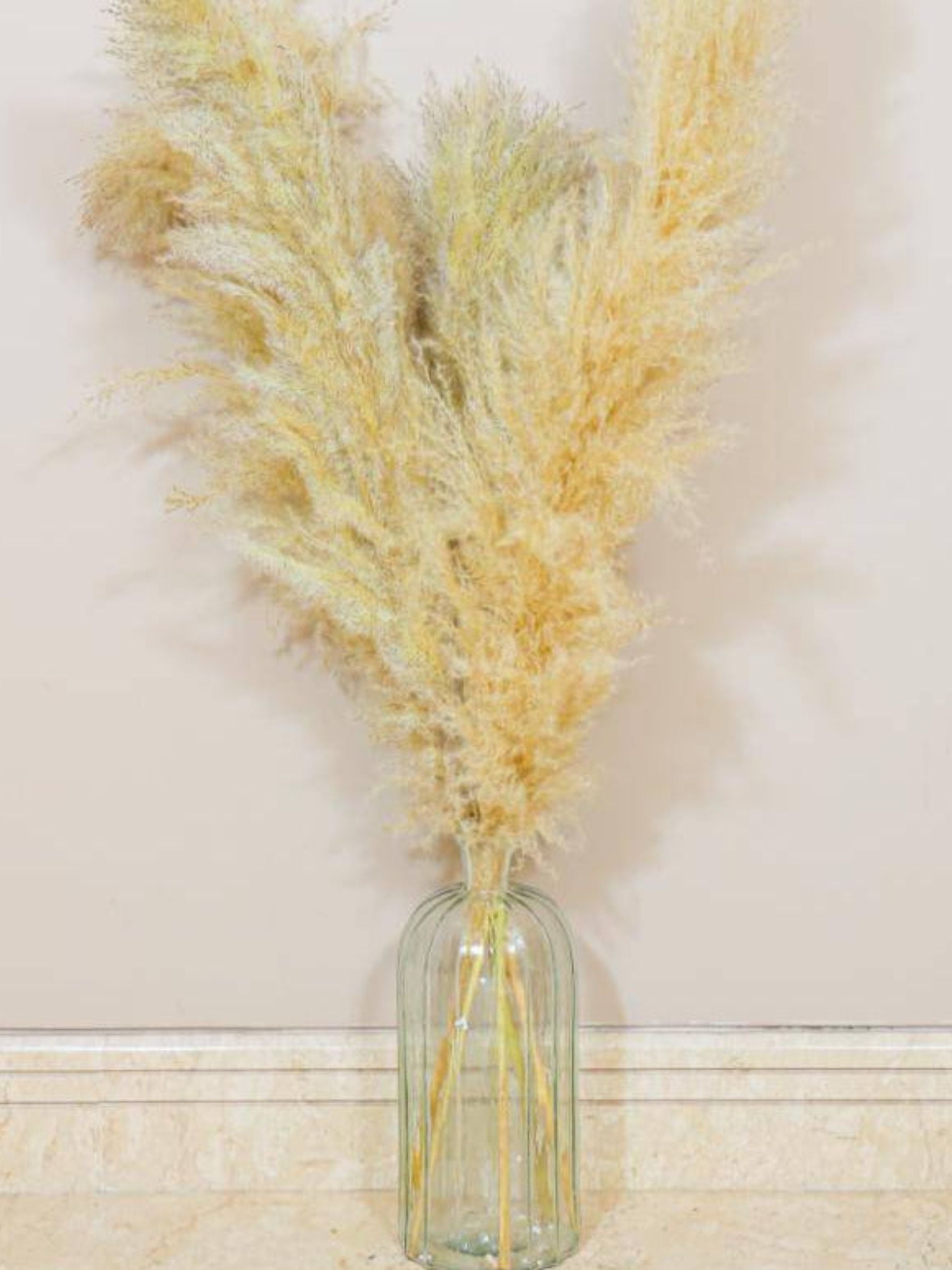 Imported Ivory pampas set of 5 stems !