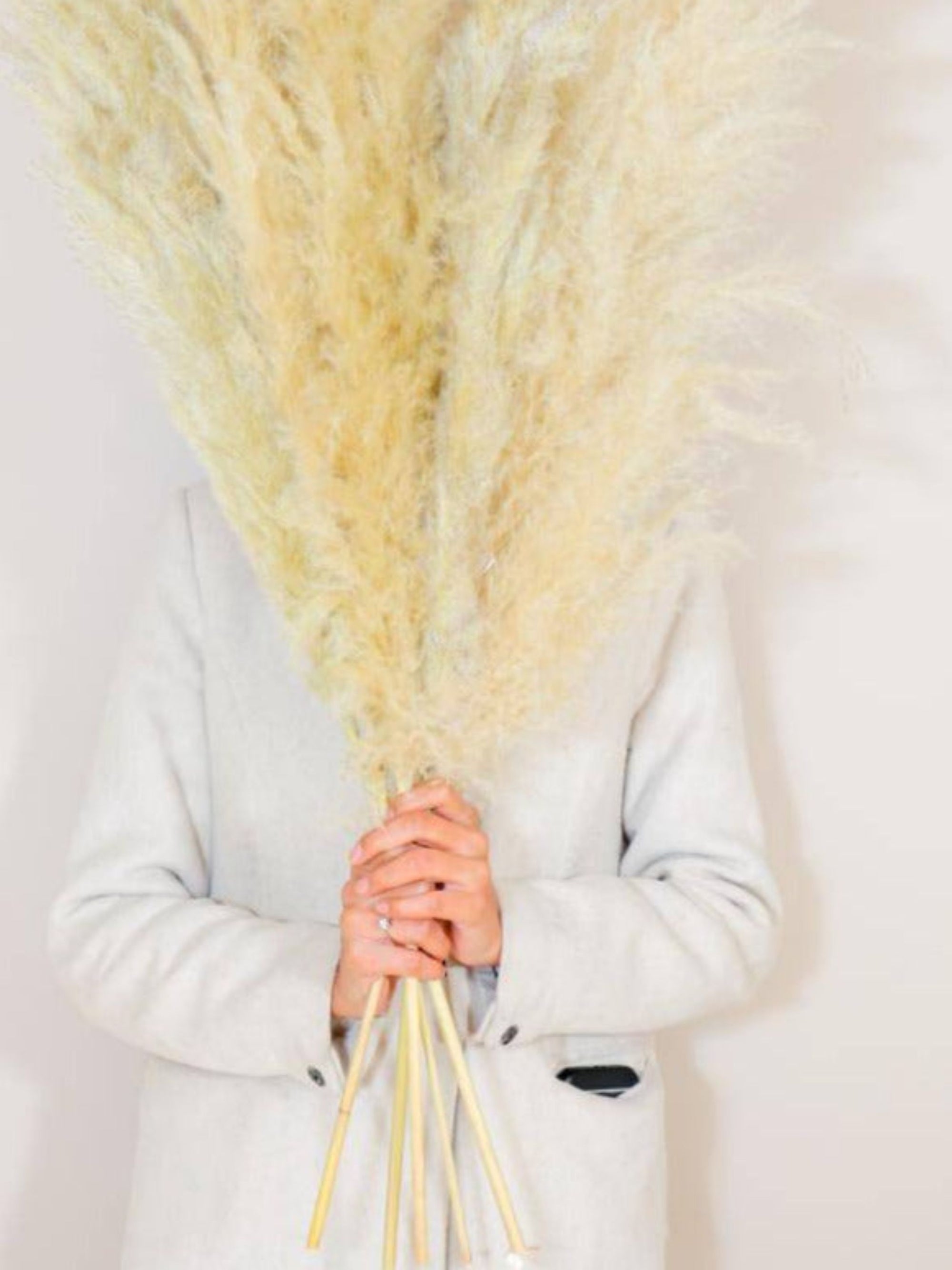 Imported Ivory pampas set of 5 stems !