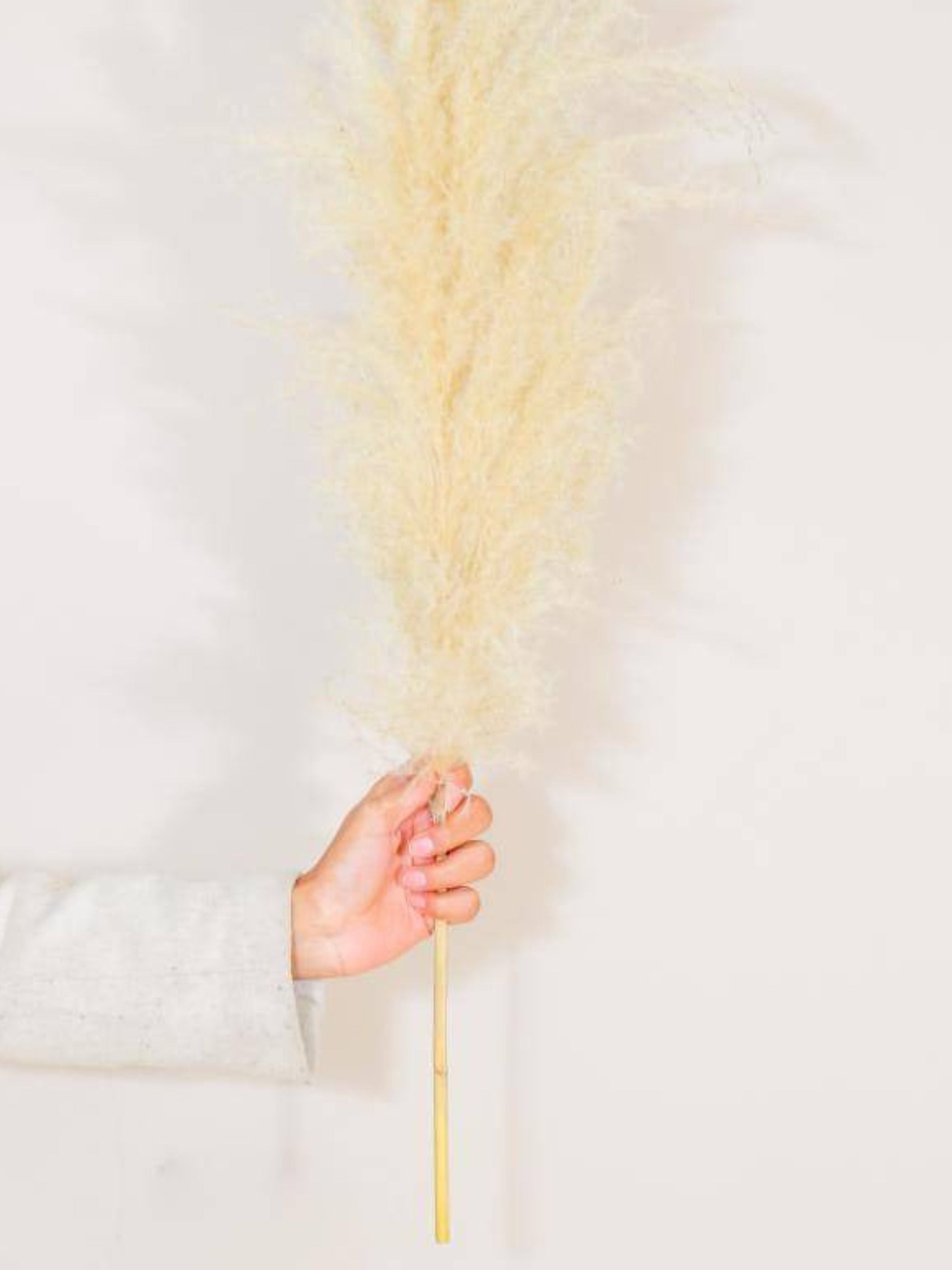 Imported Ivory pampas set of 5 stems !