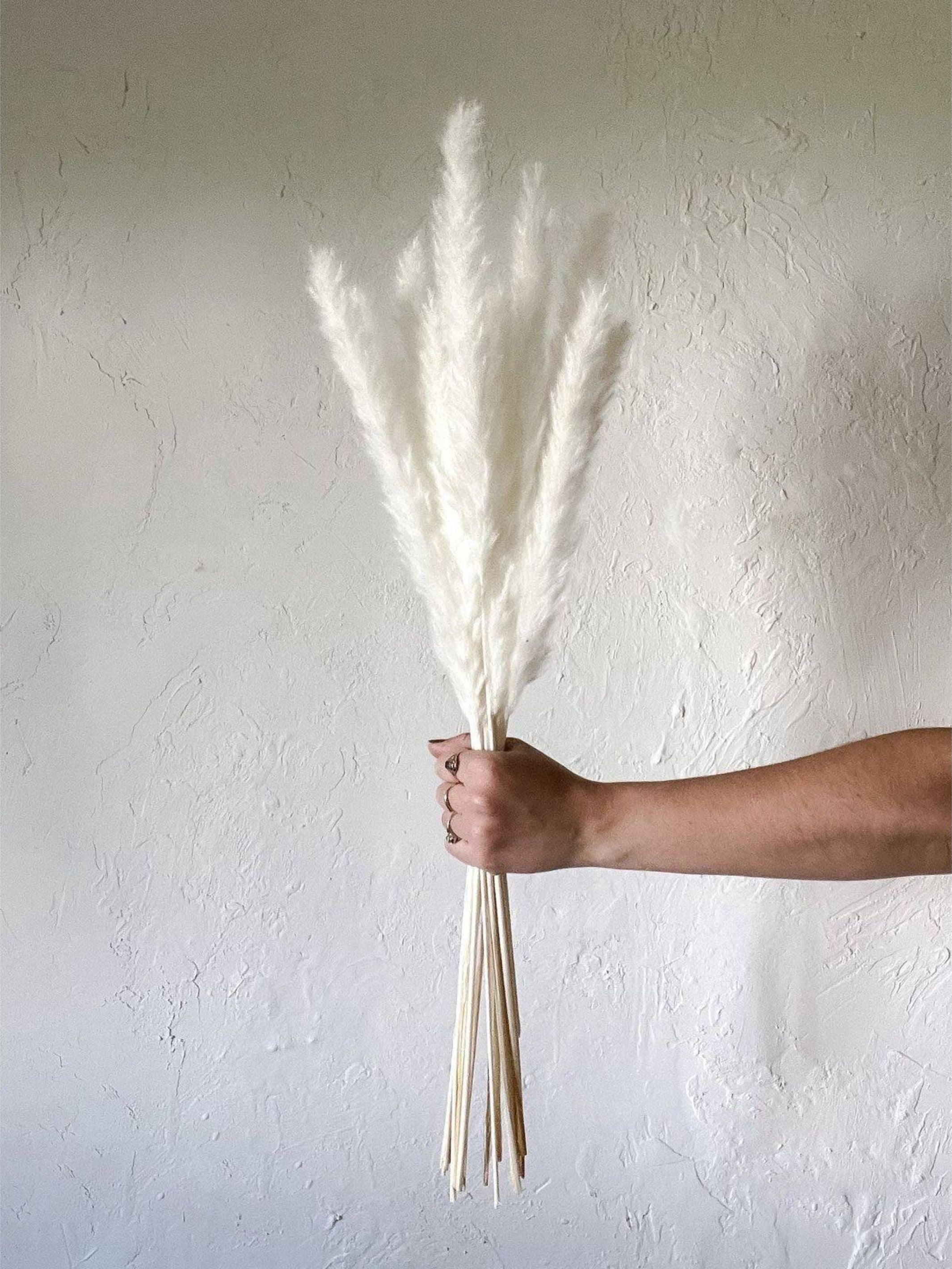 Mini white pampas-set of 10 sticks