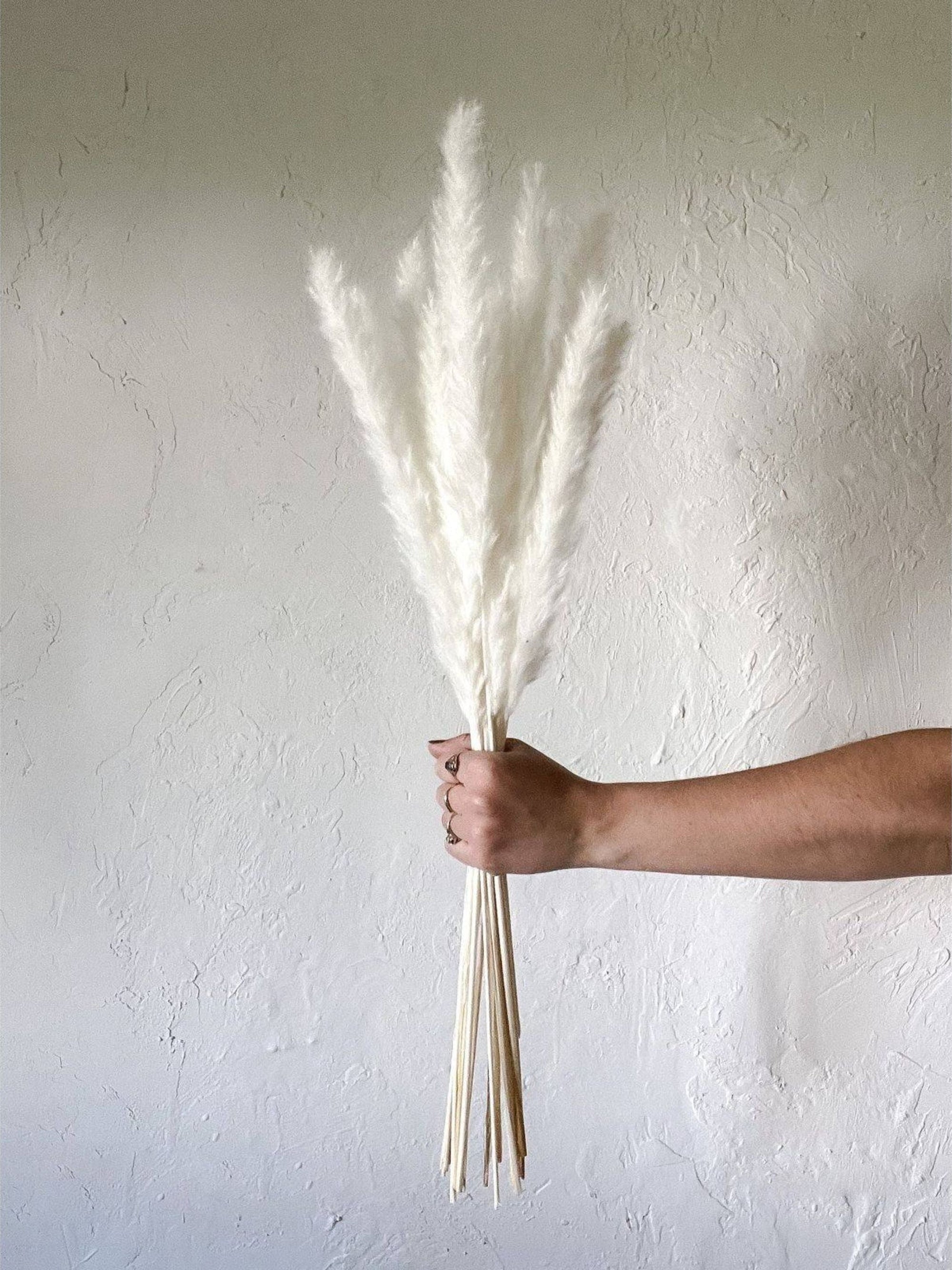 Mini white pampas-set of 10 sticks