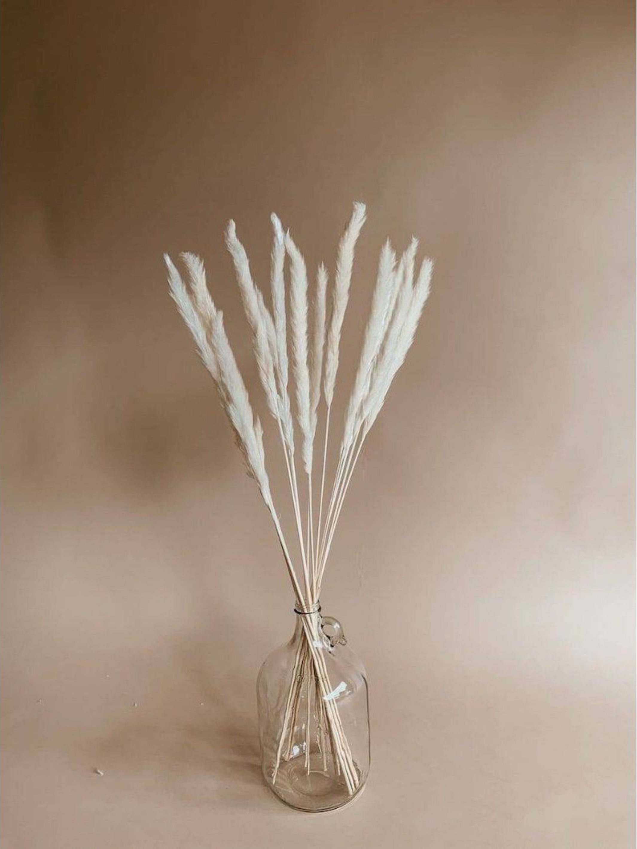 Mini white pampas-set of 10 sticks