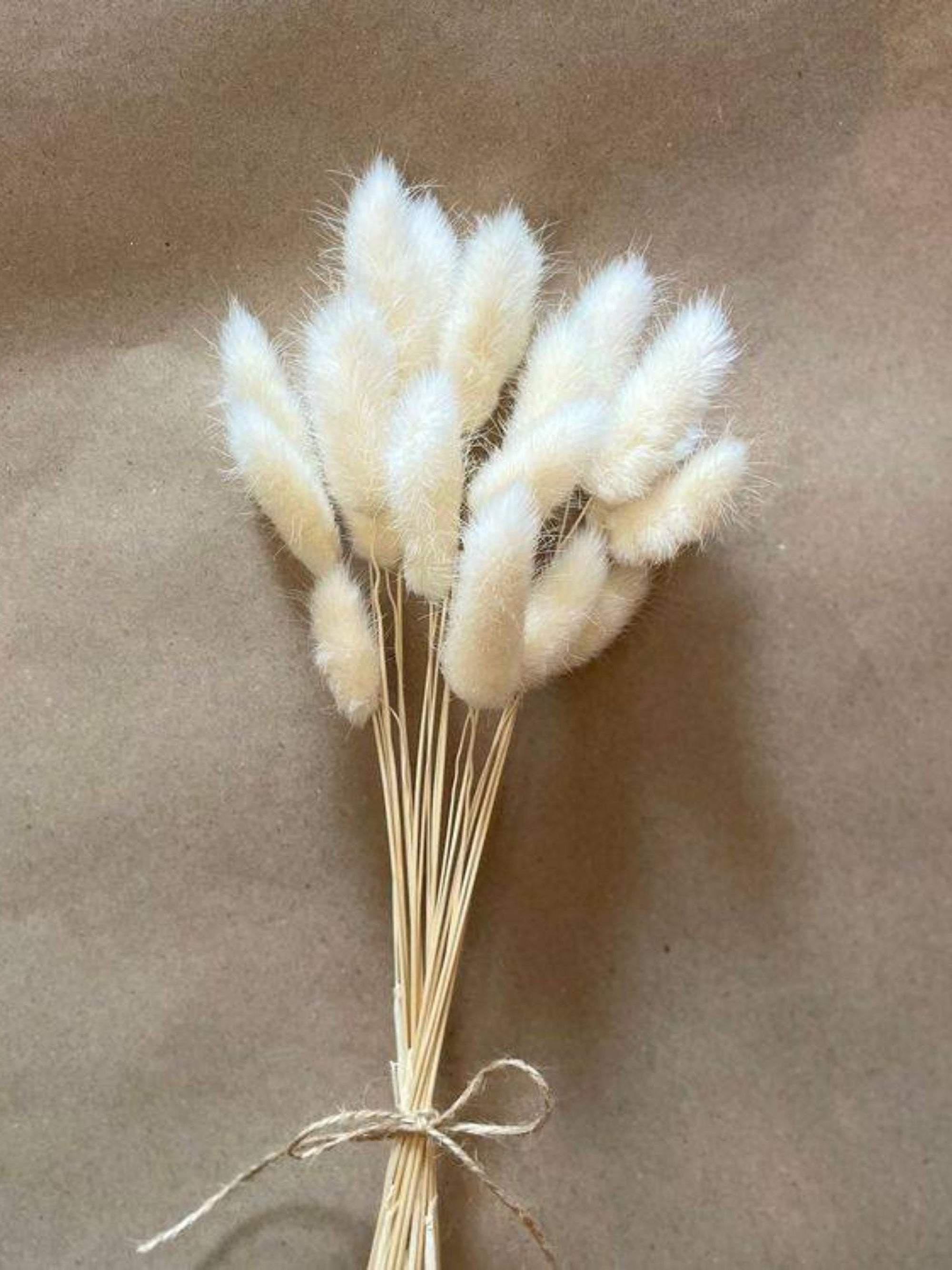 White Bunny tails-set of 40 stems