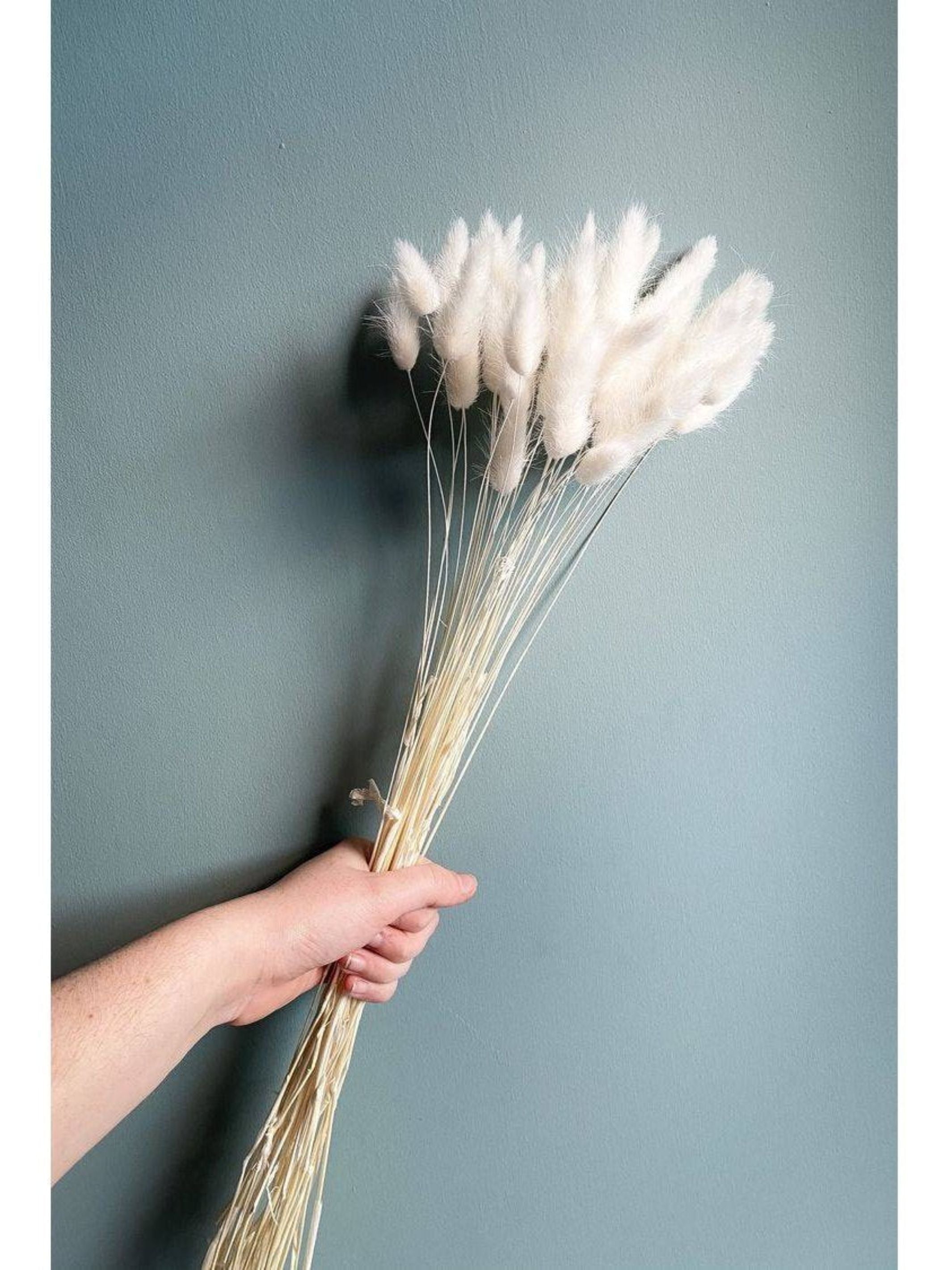White Bunny tails-set of 40 stems