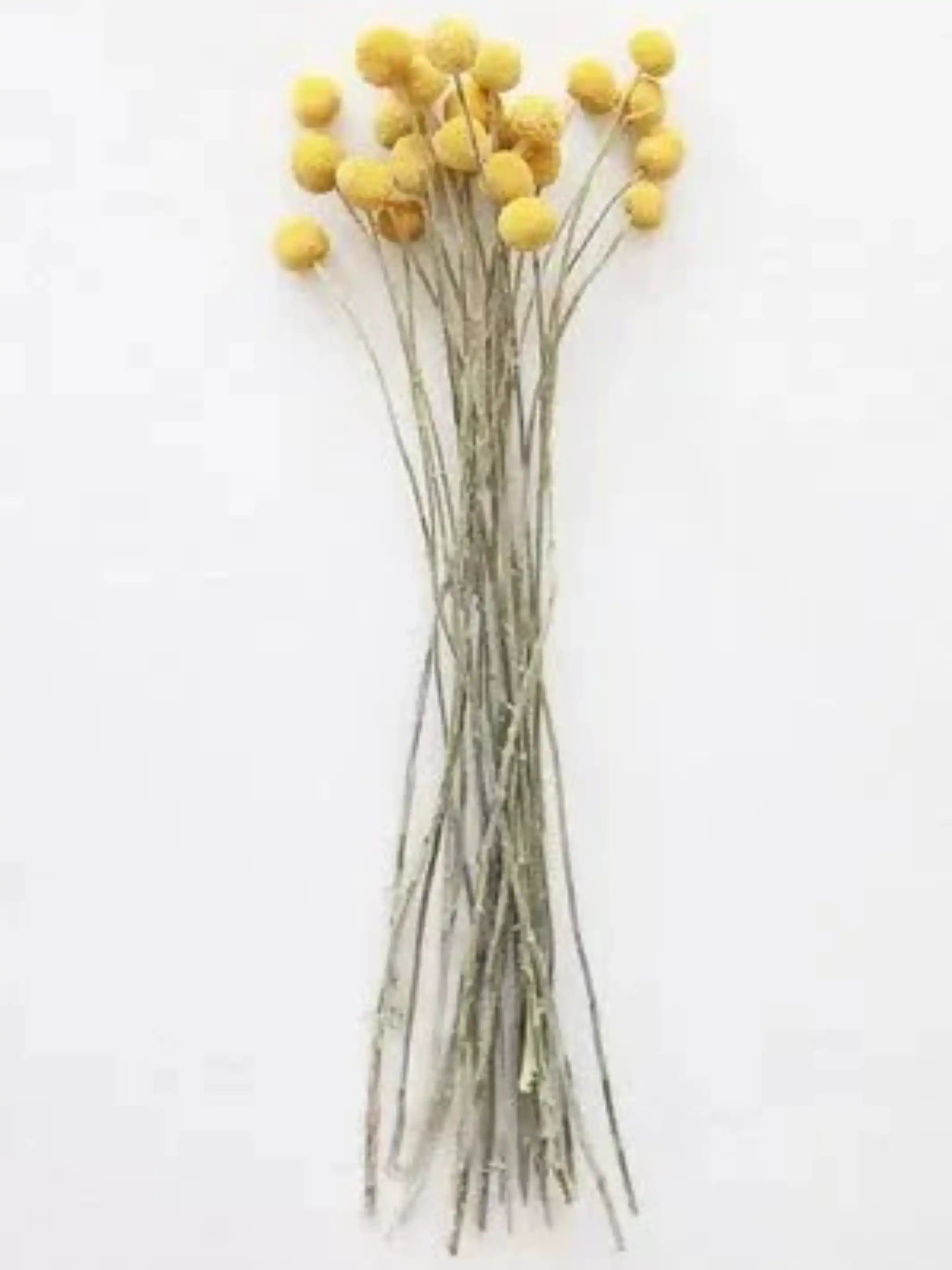 Billy ball yellow-set of 10