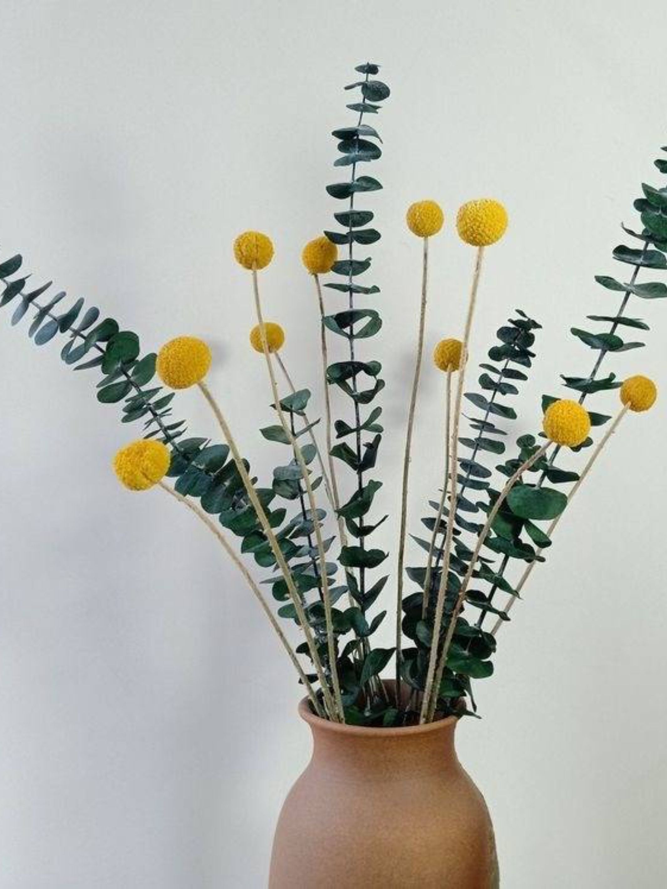 Billy Eucalyptus bunch