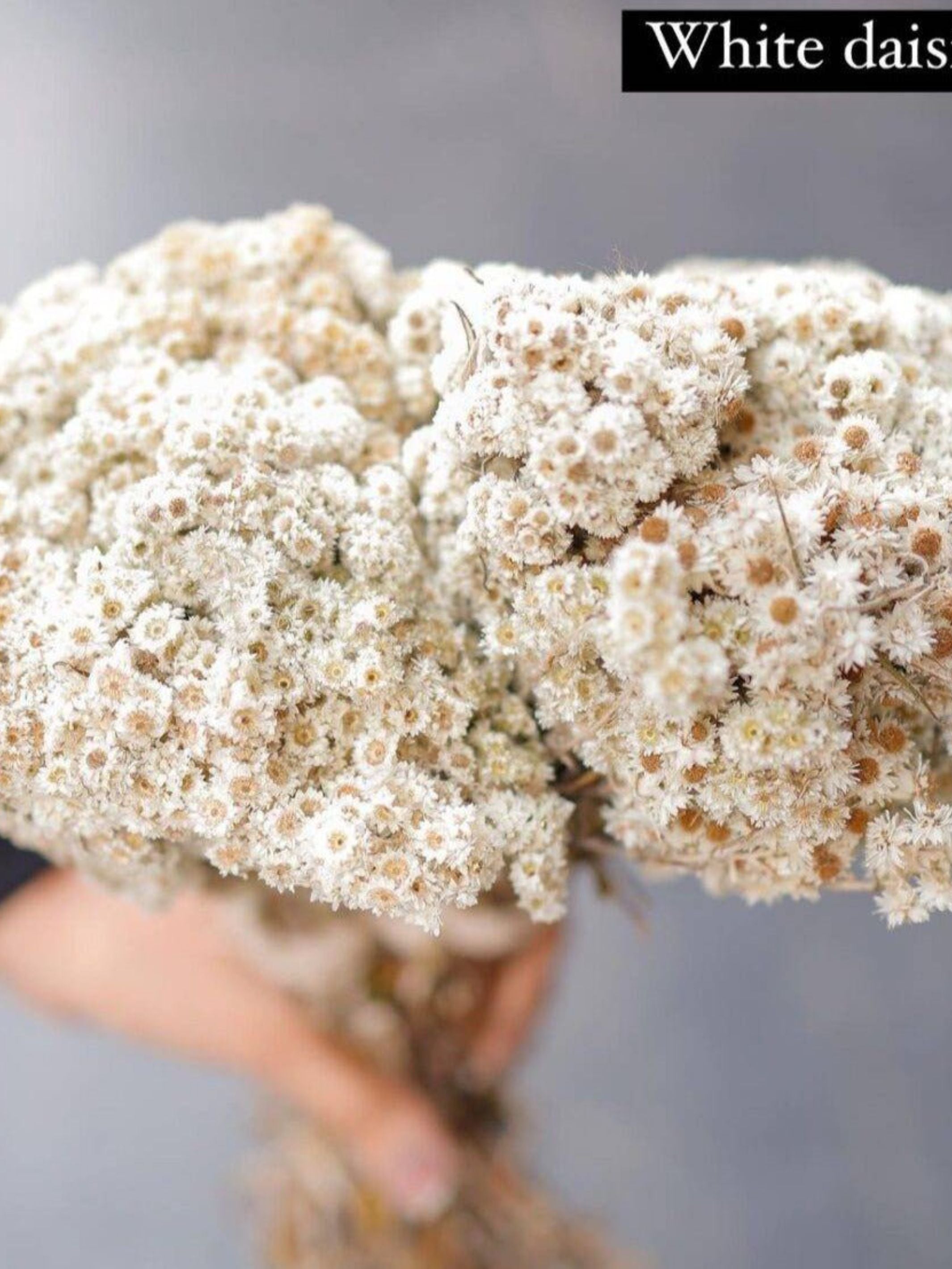 Daisies white-set of 30 stems
