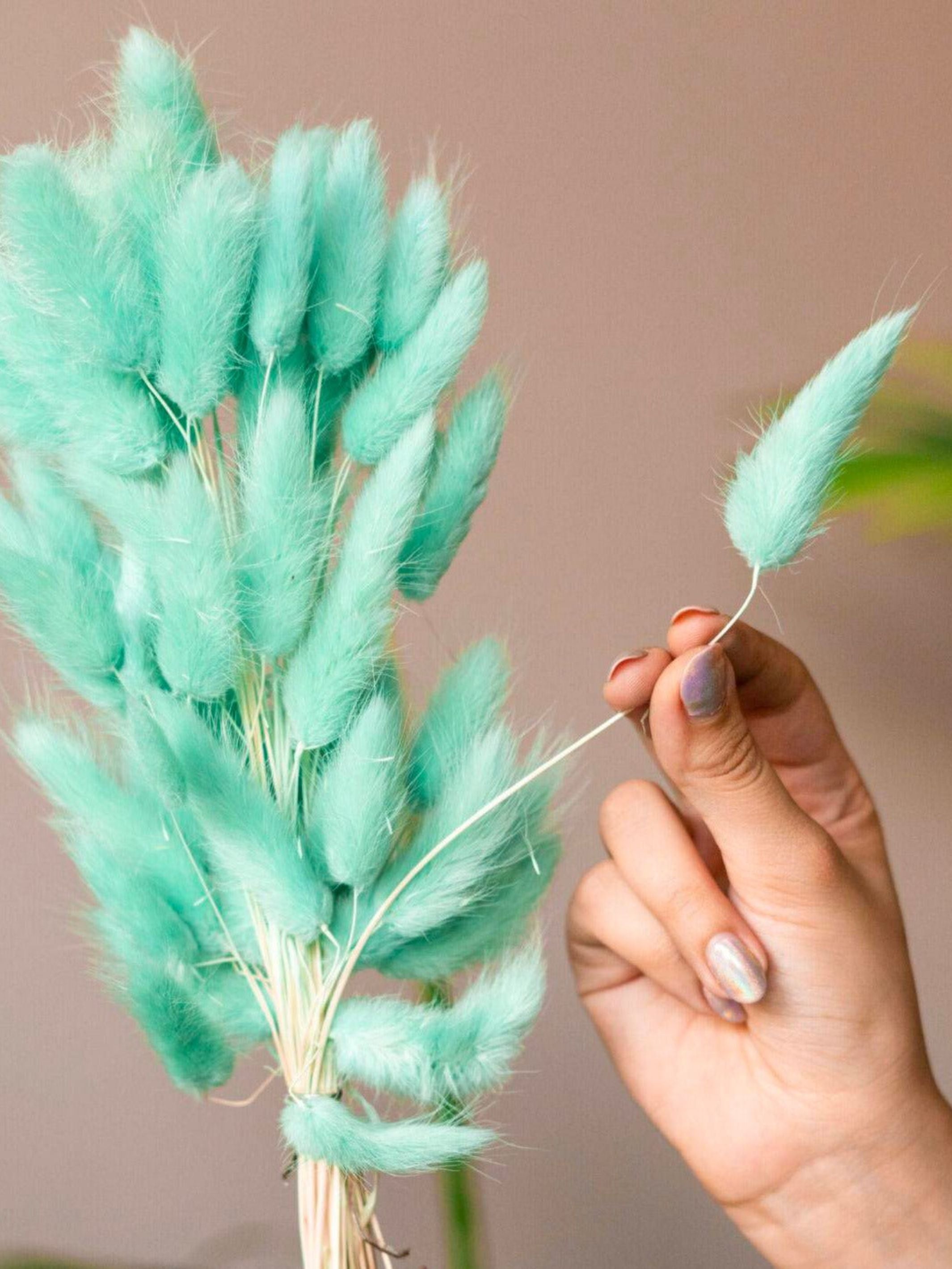 Dark Mint Green Bunny tails-set of 50 stems