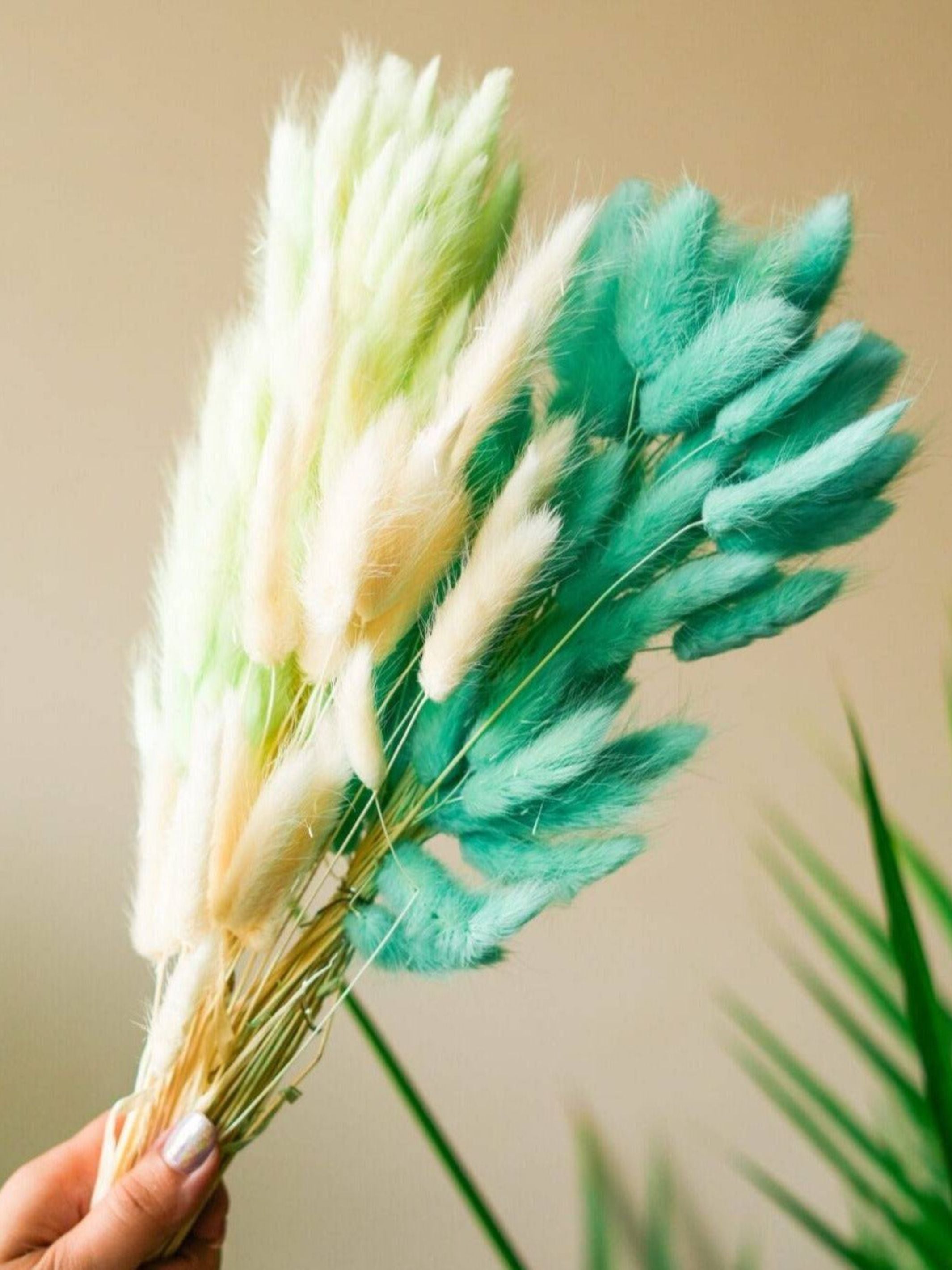 Dark Mint Green Bunny tails-set of 50 stems