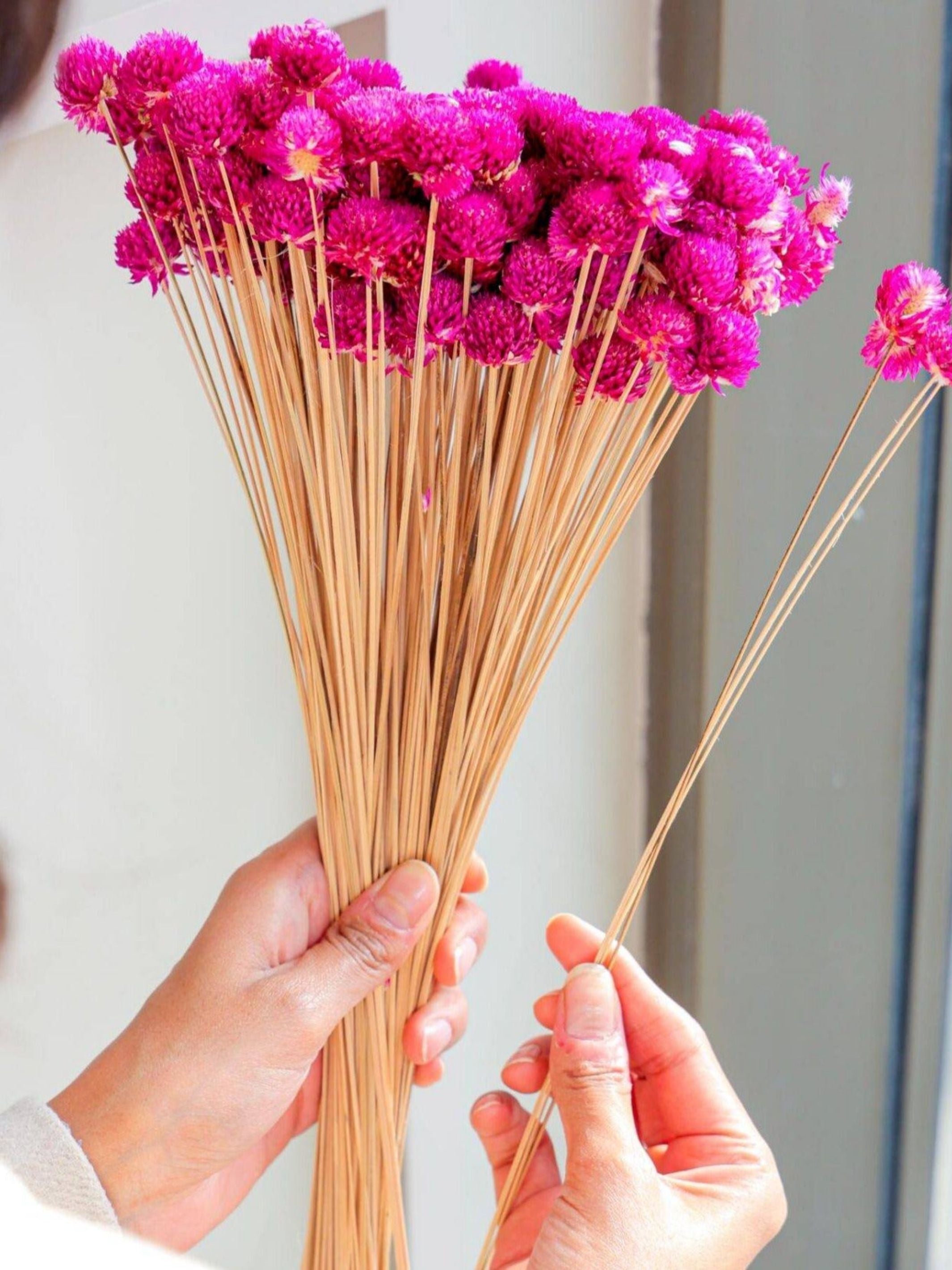 gomphera set of 25 stems -Dark pink