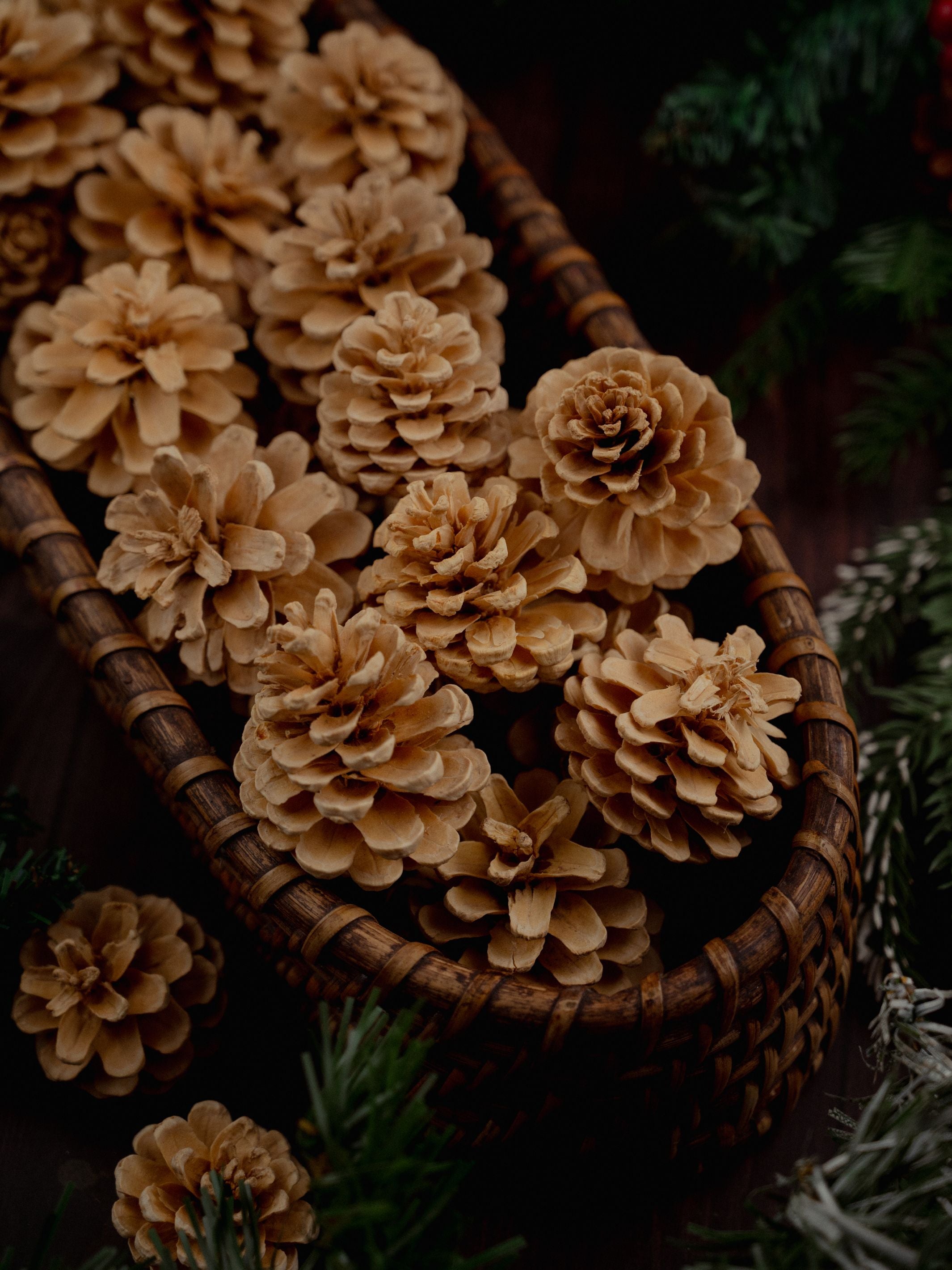 Beige Pine Cones Pack of 6