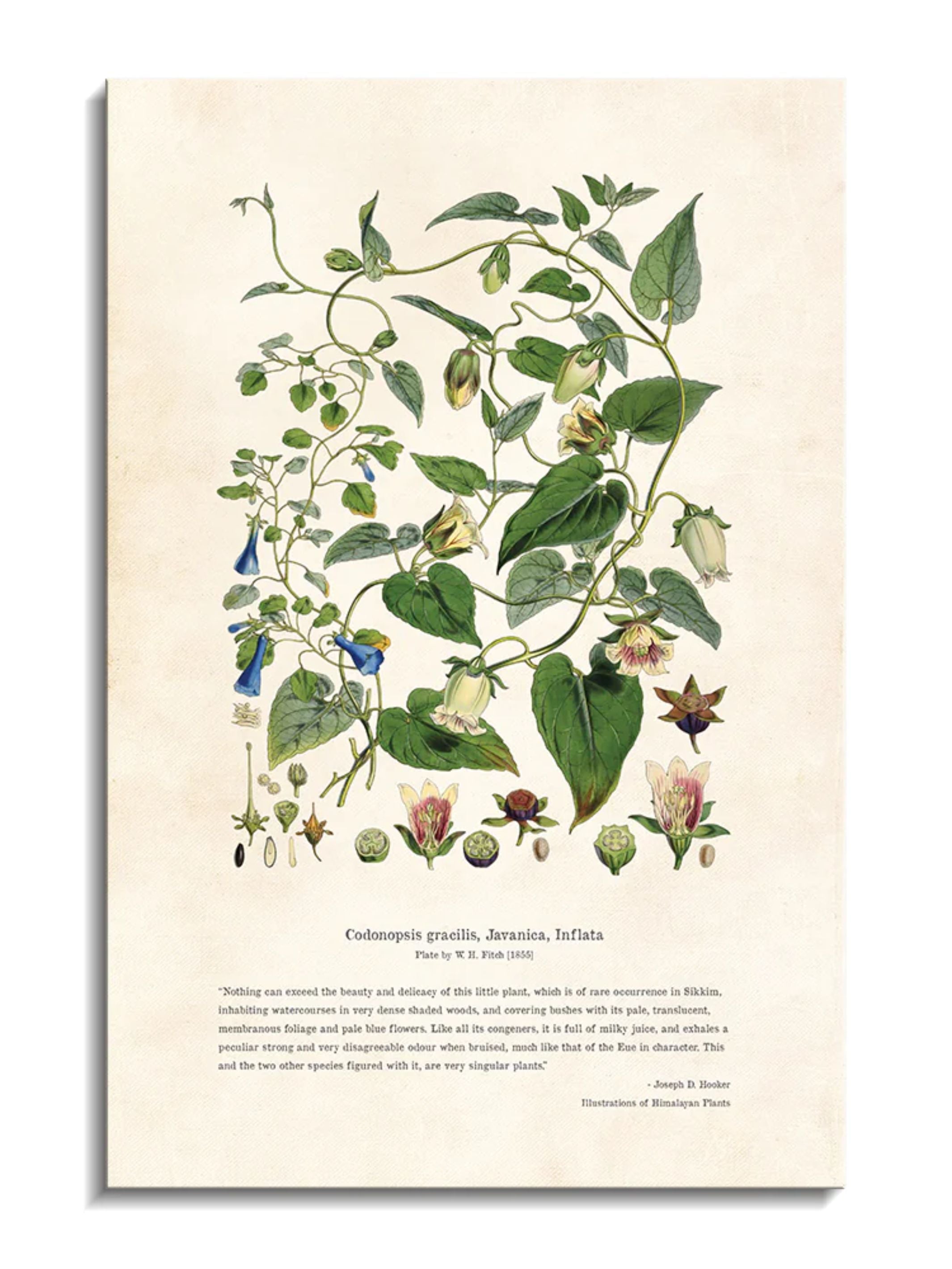 Wall Prints - Himalayan Plants - Codonopsis gracilis_ Javanica_ Inflata
