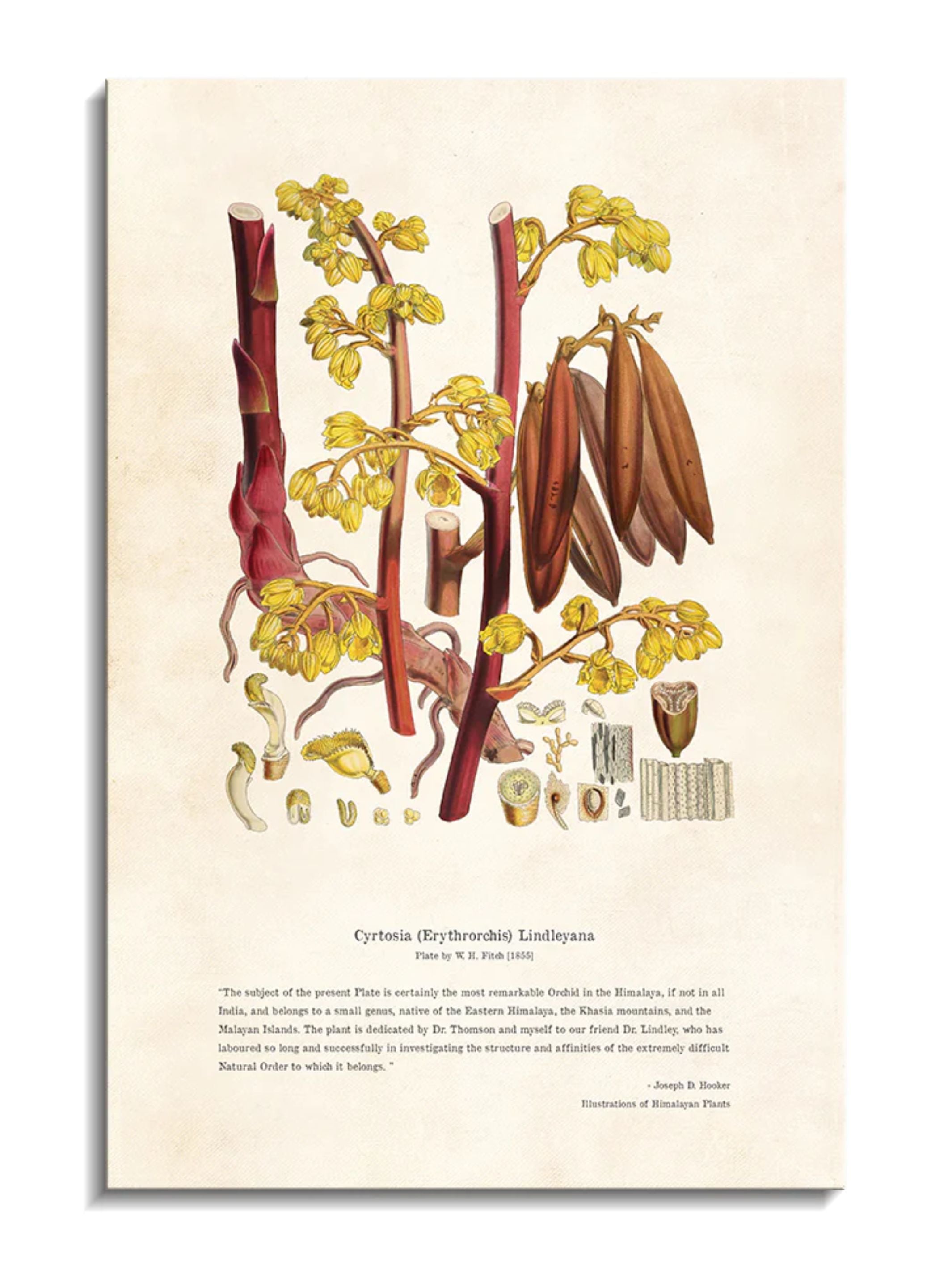 Wall Prints - Himalayan Plants - Cyrtosia Erythrorchis lindleyana