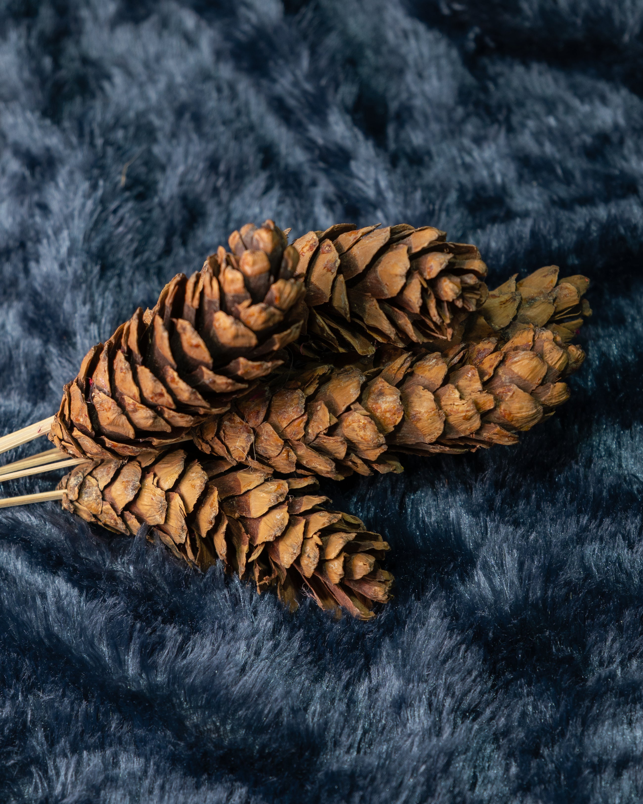 Natural Large Pine Cone Stems - Set of 6