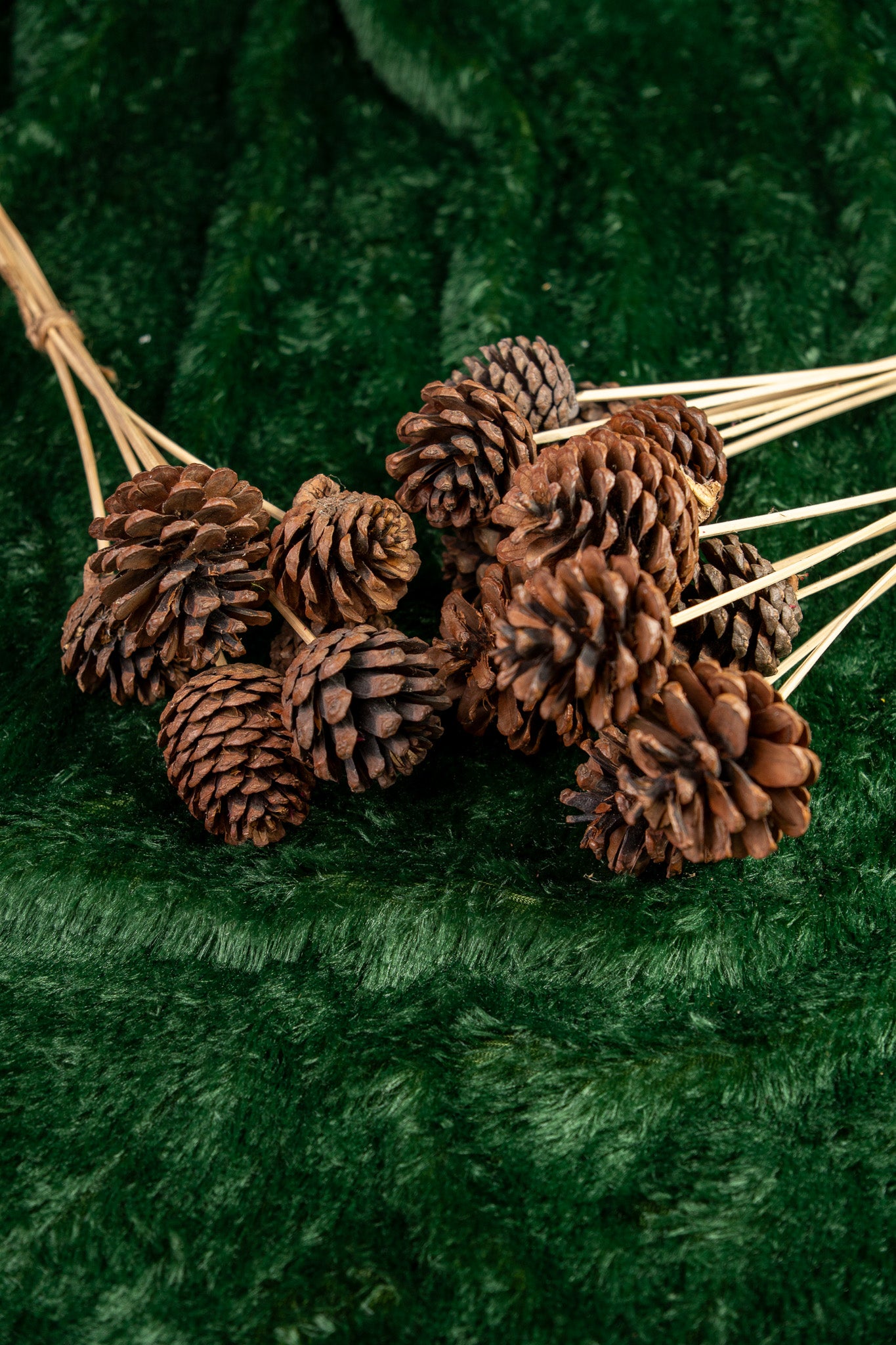 Natural Small Pine Cone Stems - Set of 6